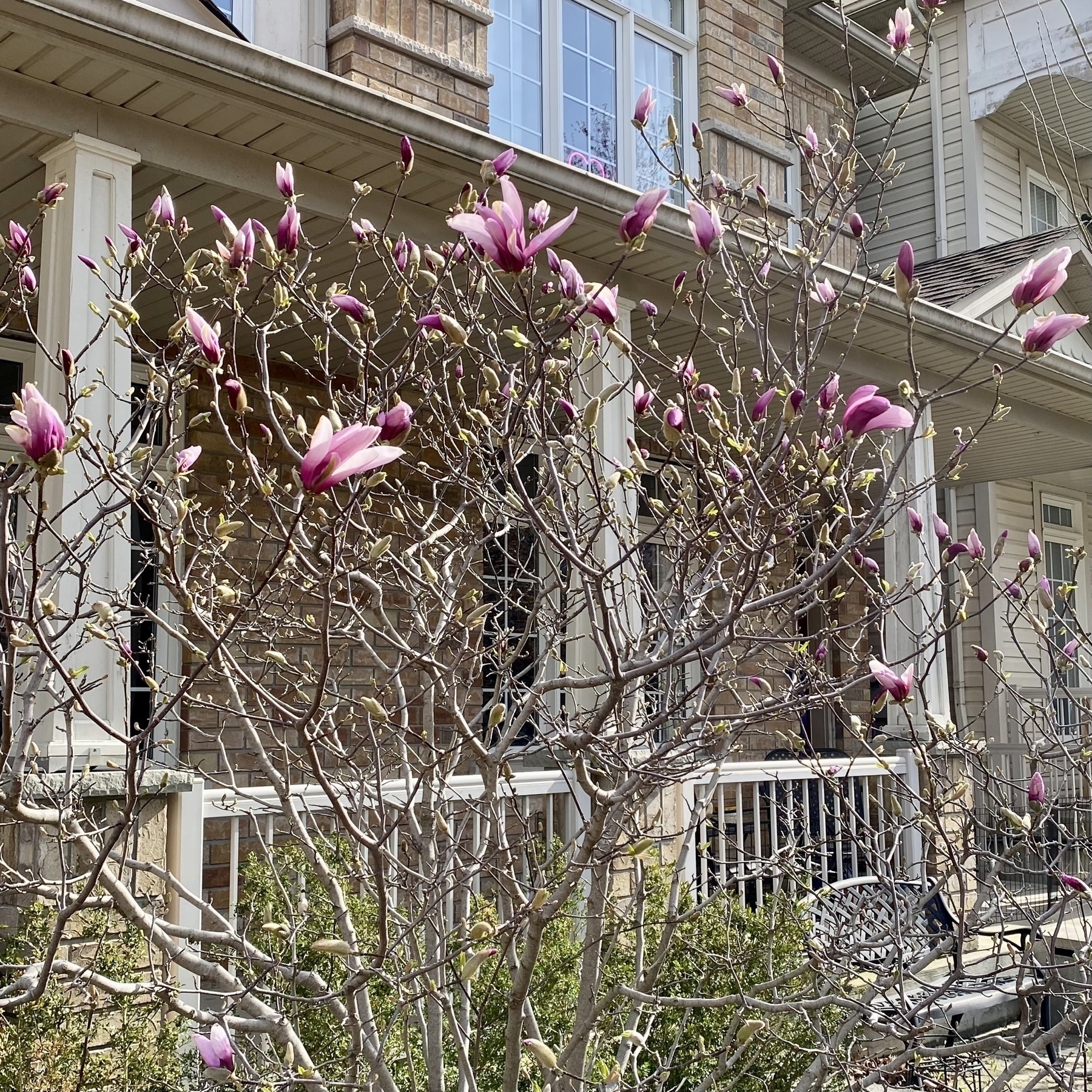 Magnolia tree with a dozen flower buds just starting to open