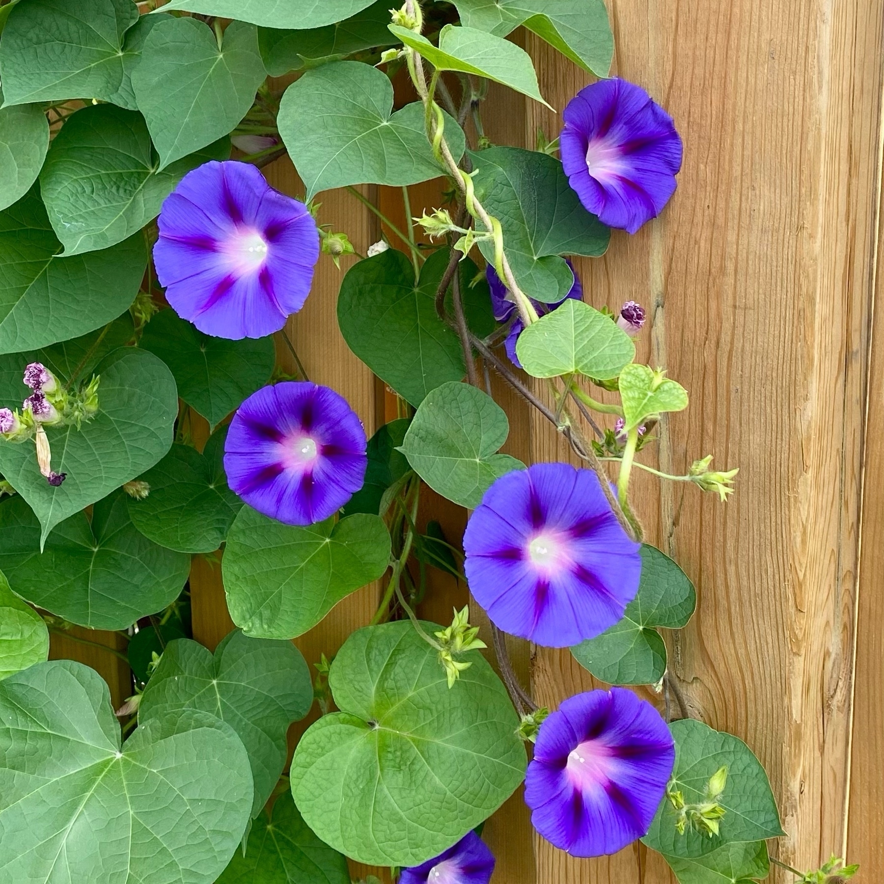 purple morning glory flowers climbing the fence
