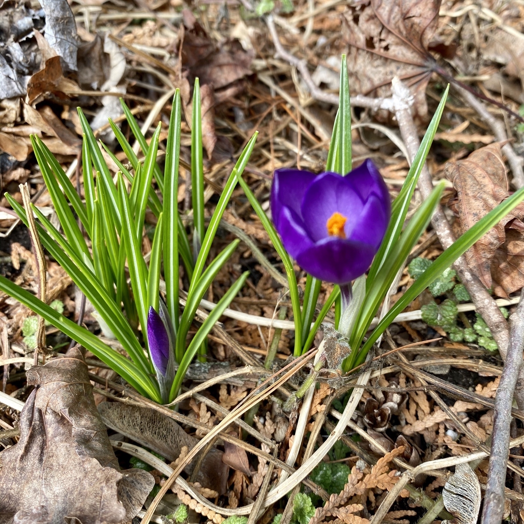 Purple iris flower emerging from the undergrowth