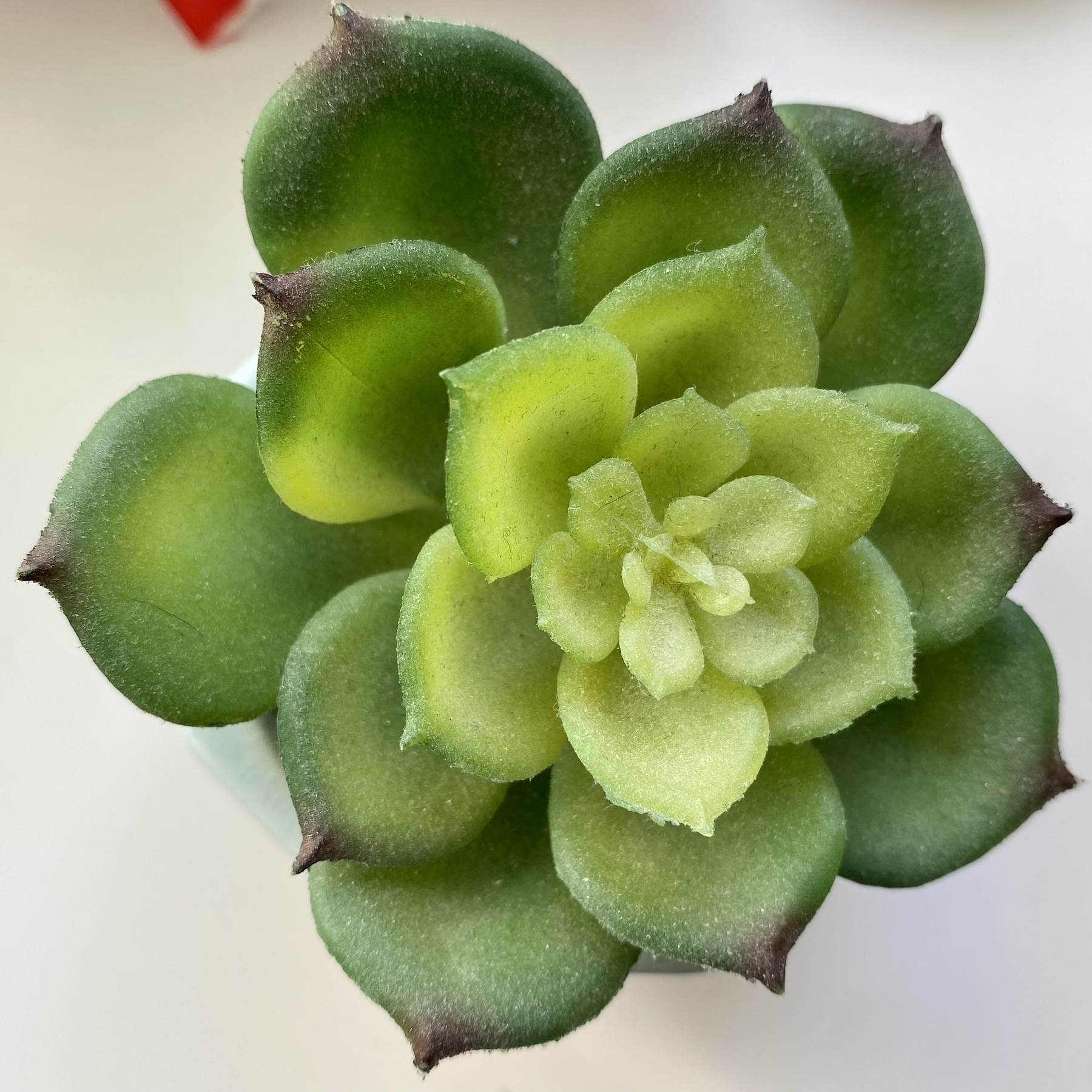 Top down view of a succulent plant