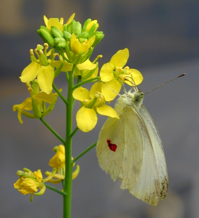 Moth pollinating a canola flower