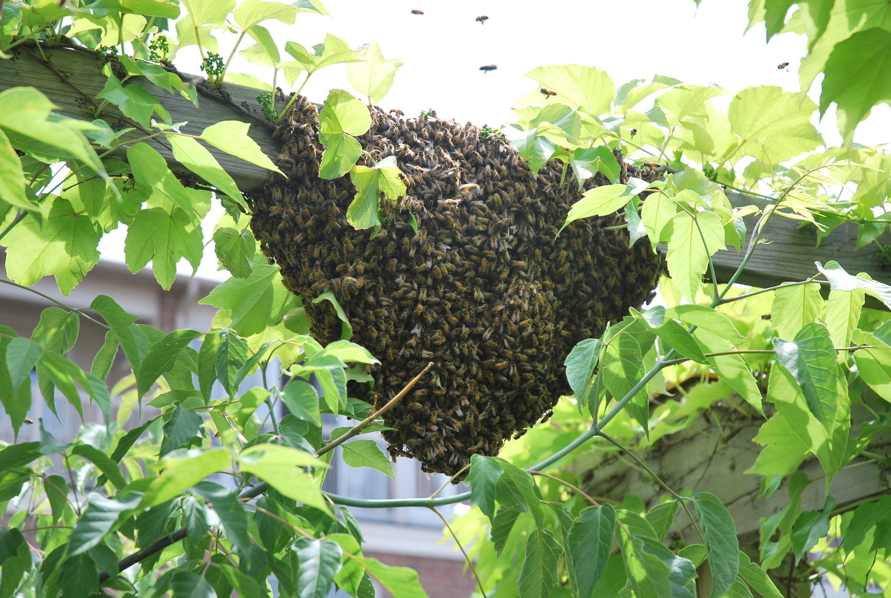 Swarm of bees in the backyard 