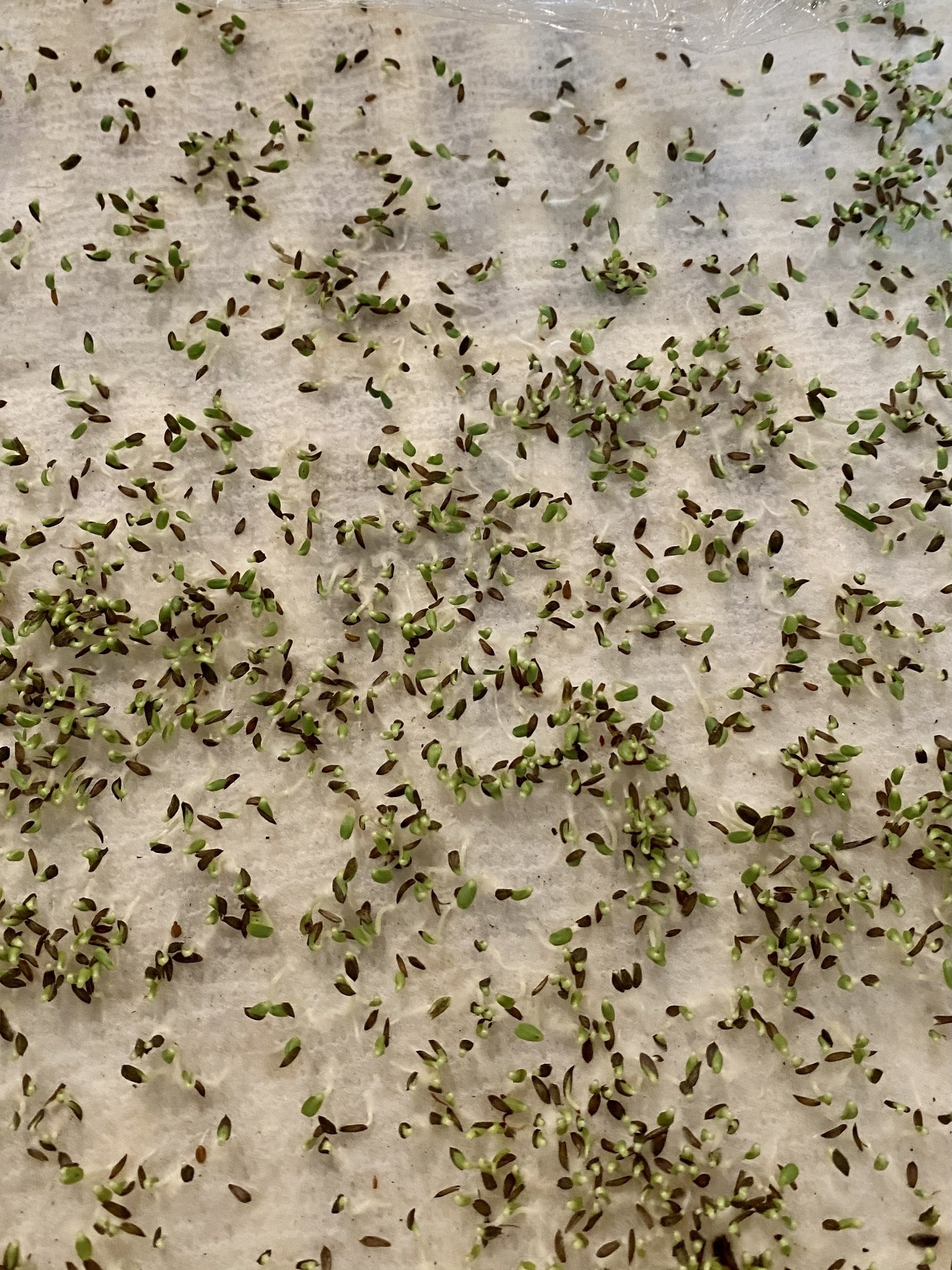 Dozens of lettuce seeds germinating on a paper towel