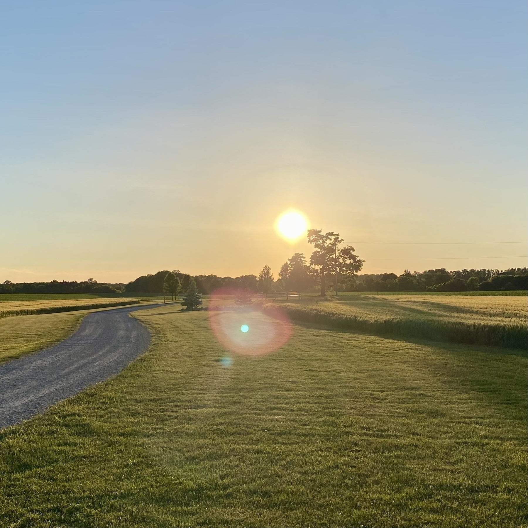 Sun setting behind a tree in the distance behind a field with a winding gravel path