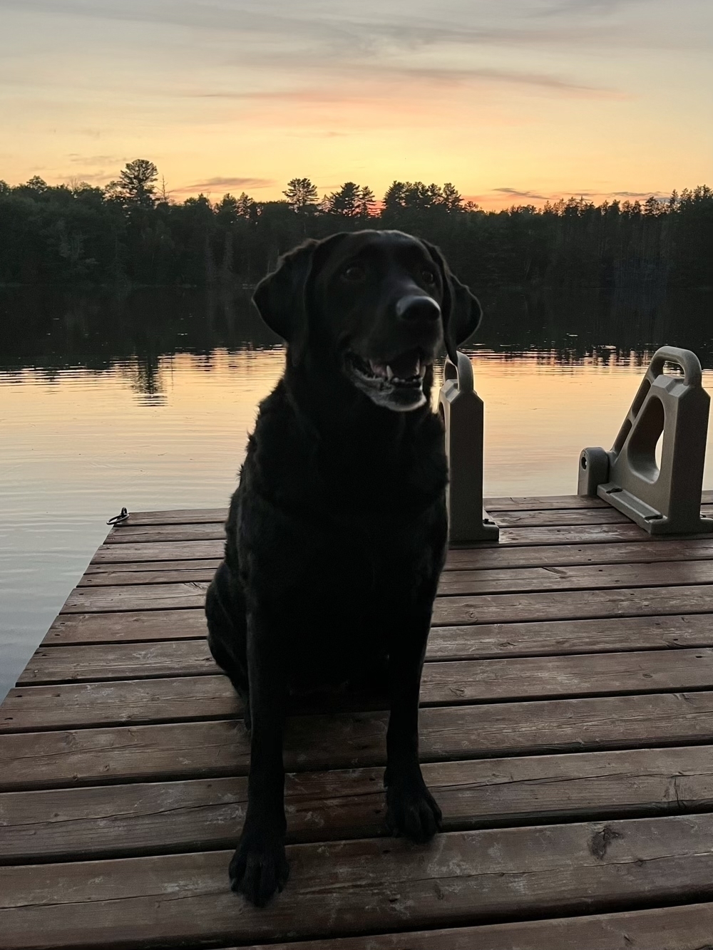Black lab sitting on a dock with a sunset behind