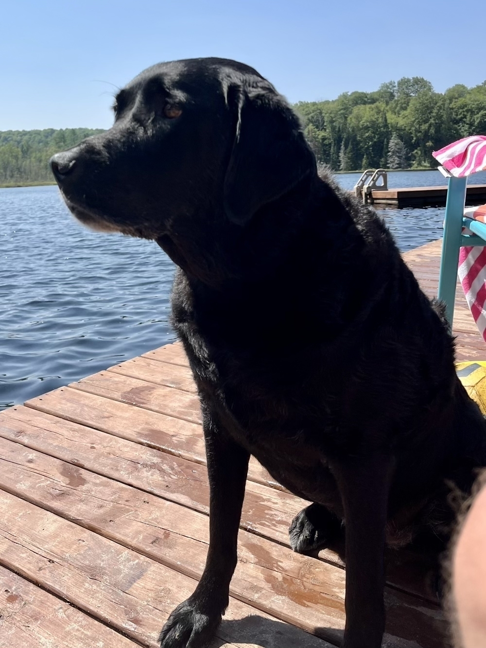 Black lab sitting on a dock gazing towards the water