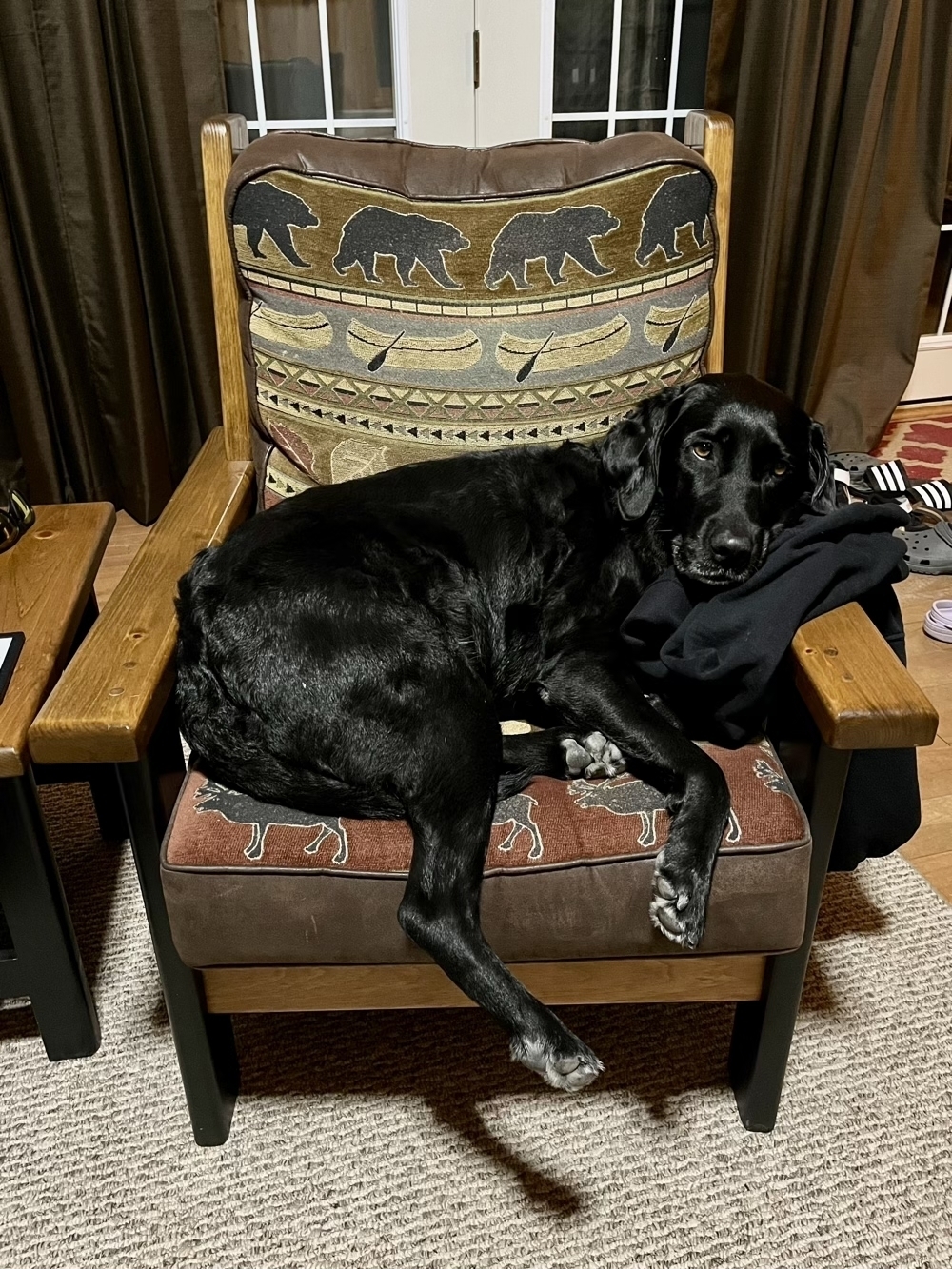 Black lab lounging on a chair that they barely fit into