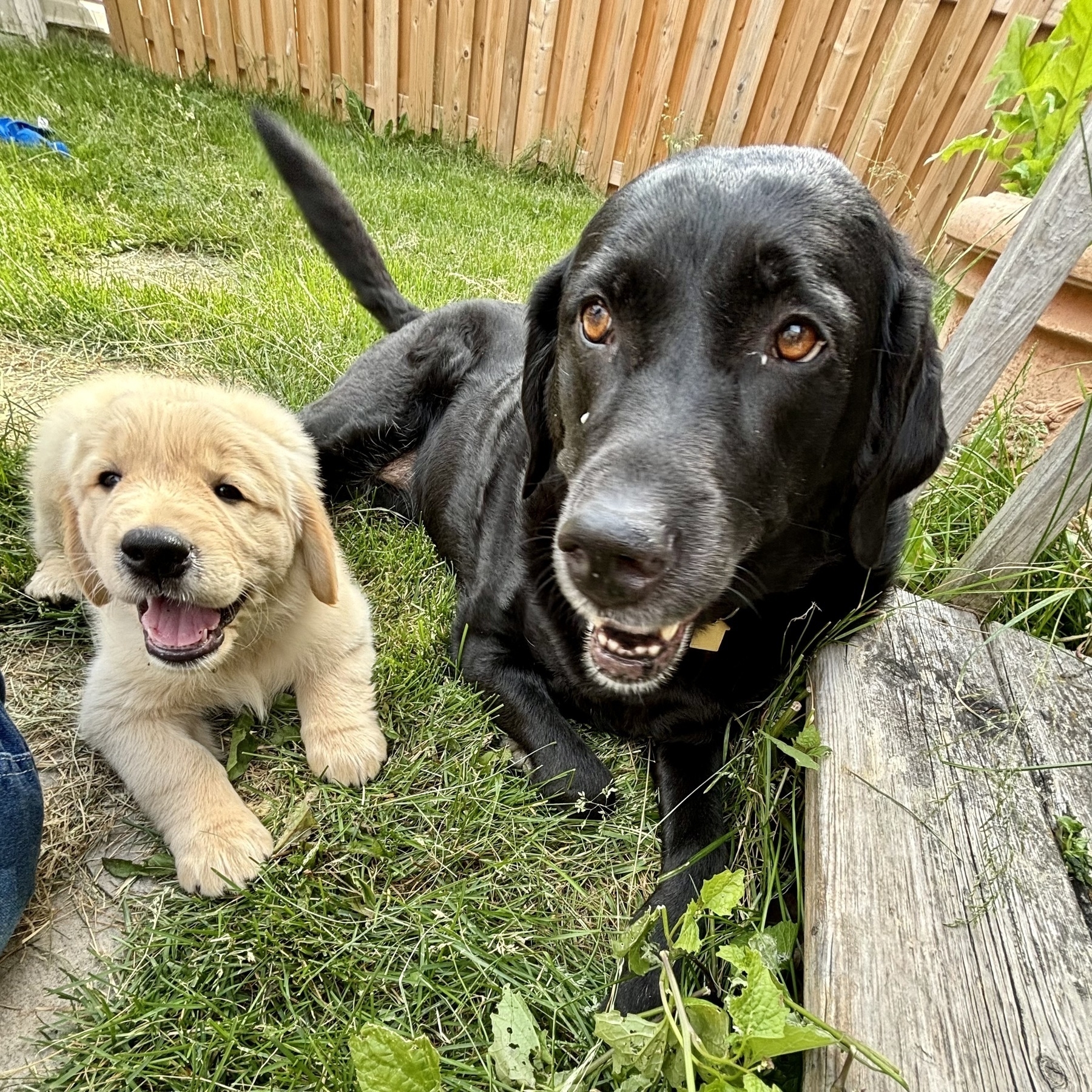 Two dogs, a black one and a golden retriever puppy, are sitting on grass in a backyard near a wooden fence.