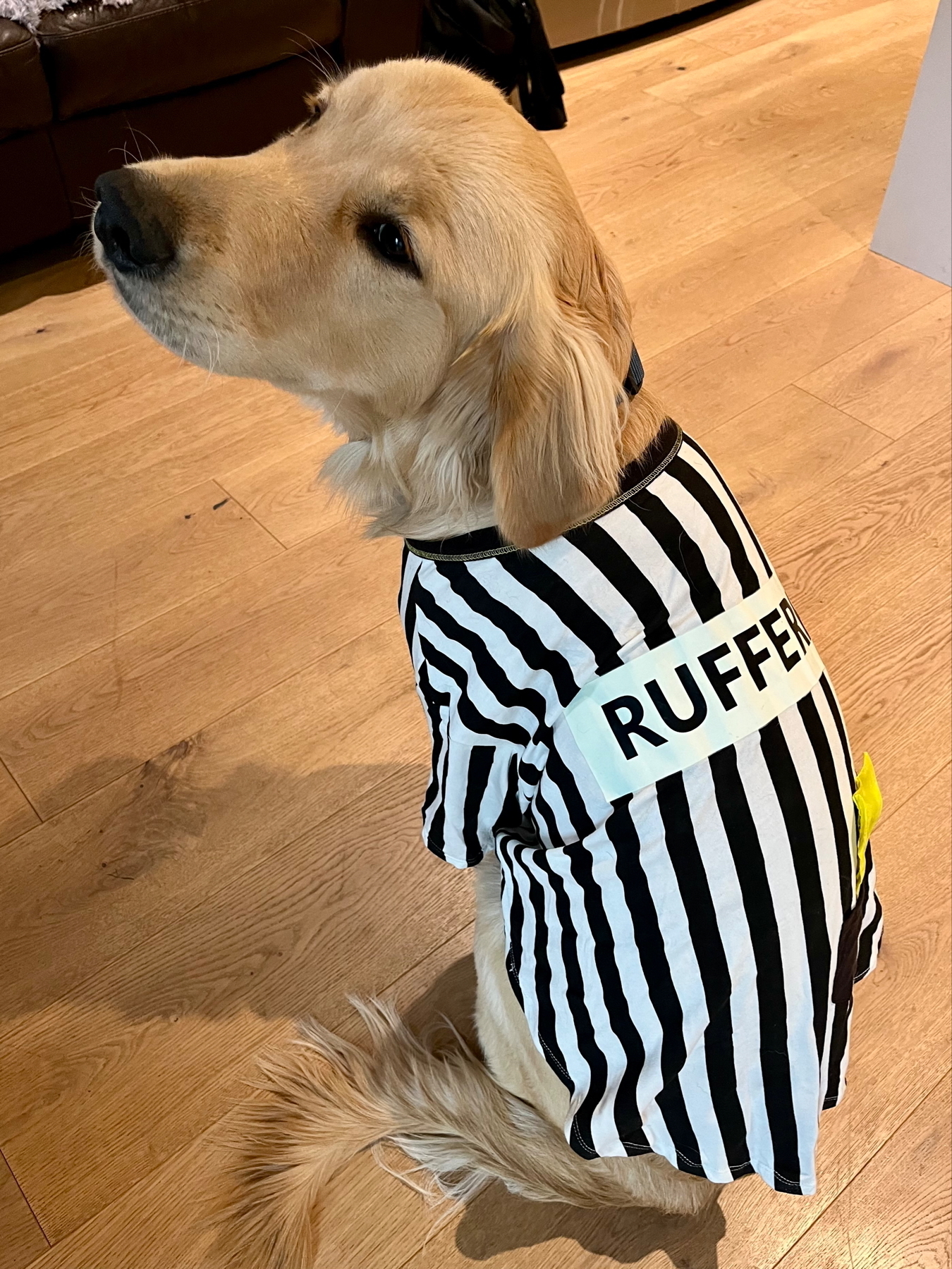 A dog is sitting on a wooden floor wearing a black-and-white striped shirt labeled RUFFEREE.