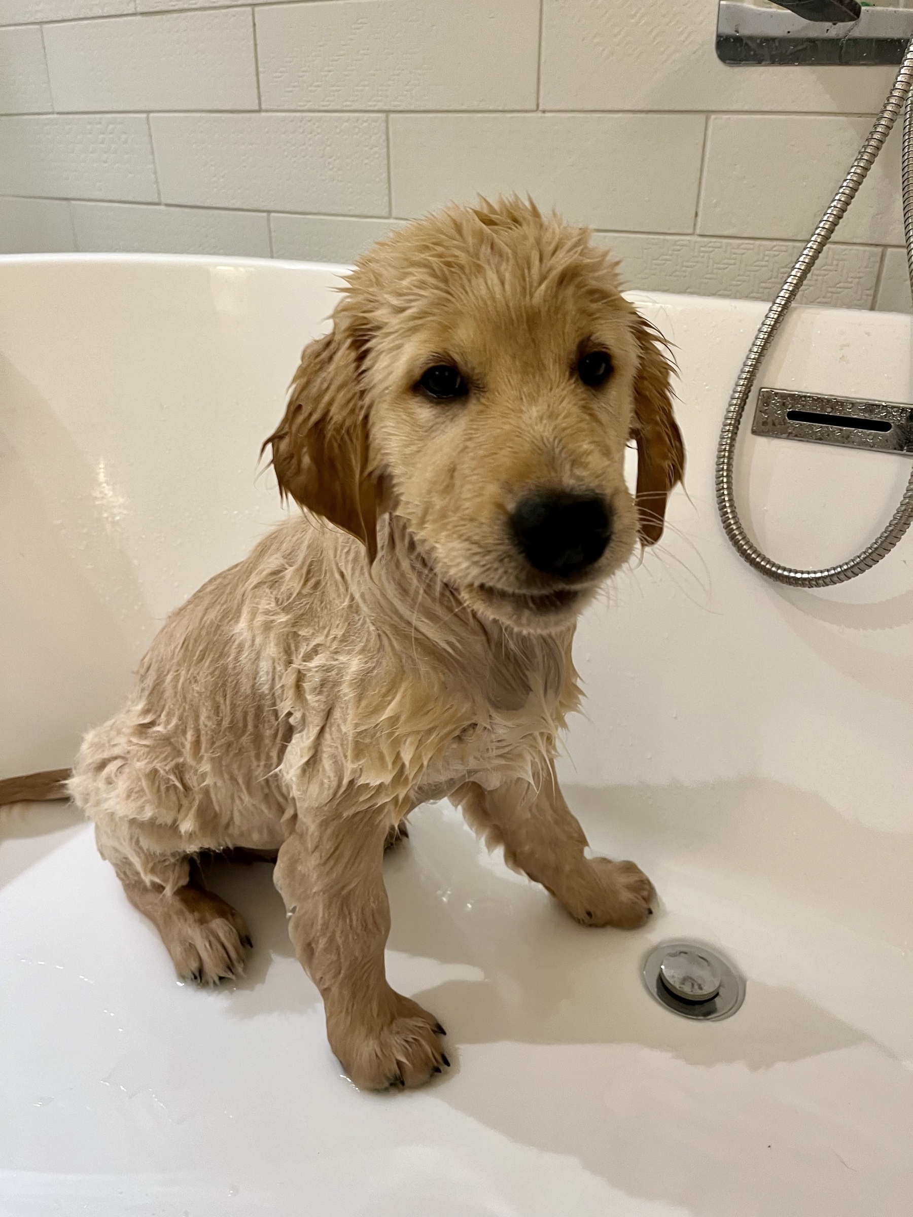 A wet, young Golden Retriever is sitting in a bathtub.