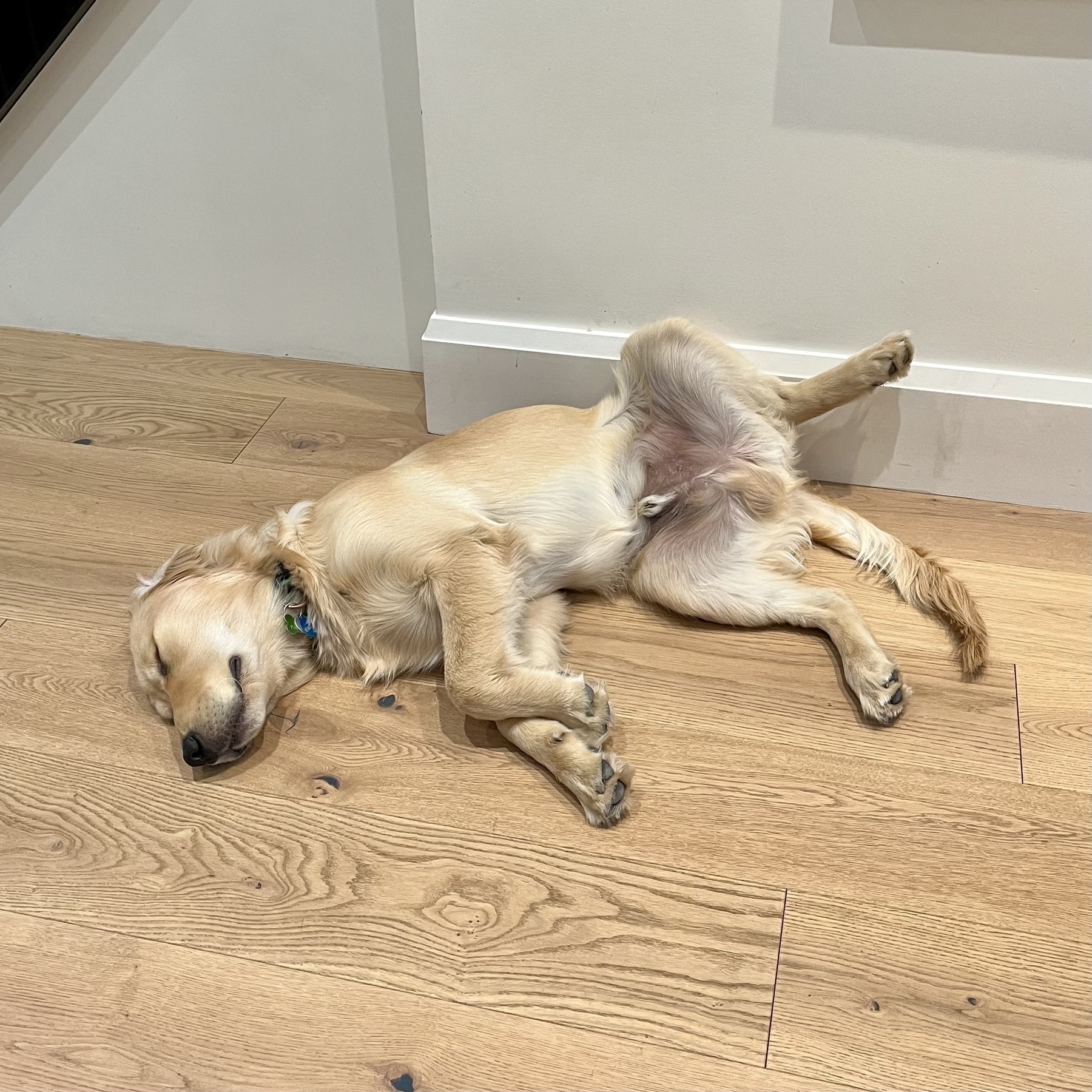 A dog is lying on its back on a wooden floor, appearing relaxed and comfortable.