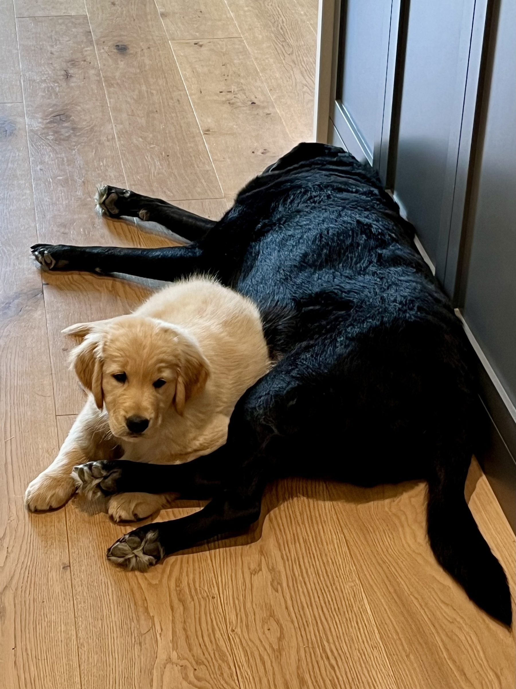 A light-colored puppy is resting next to a larger black dog on a wooden floor.