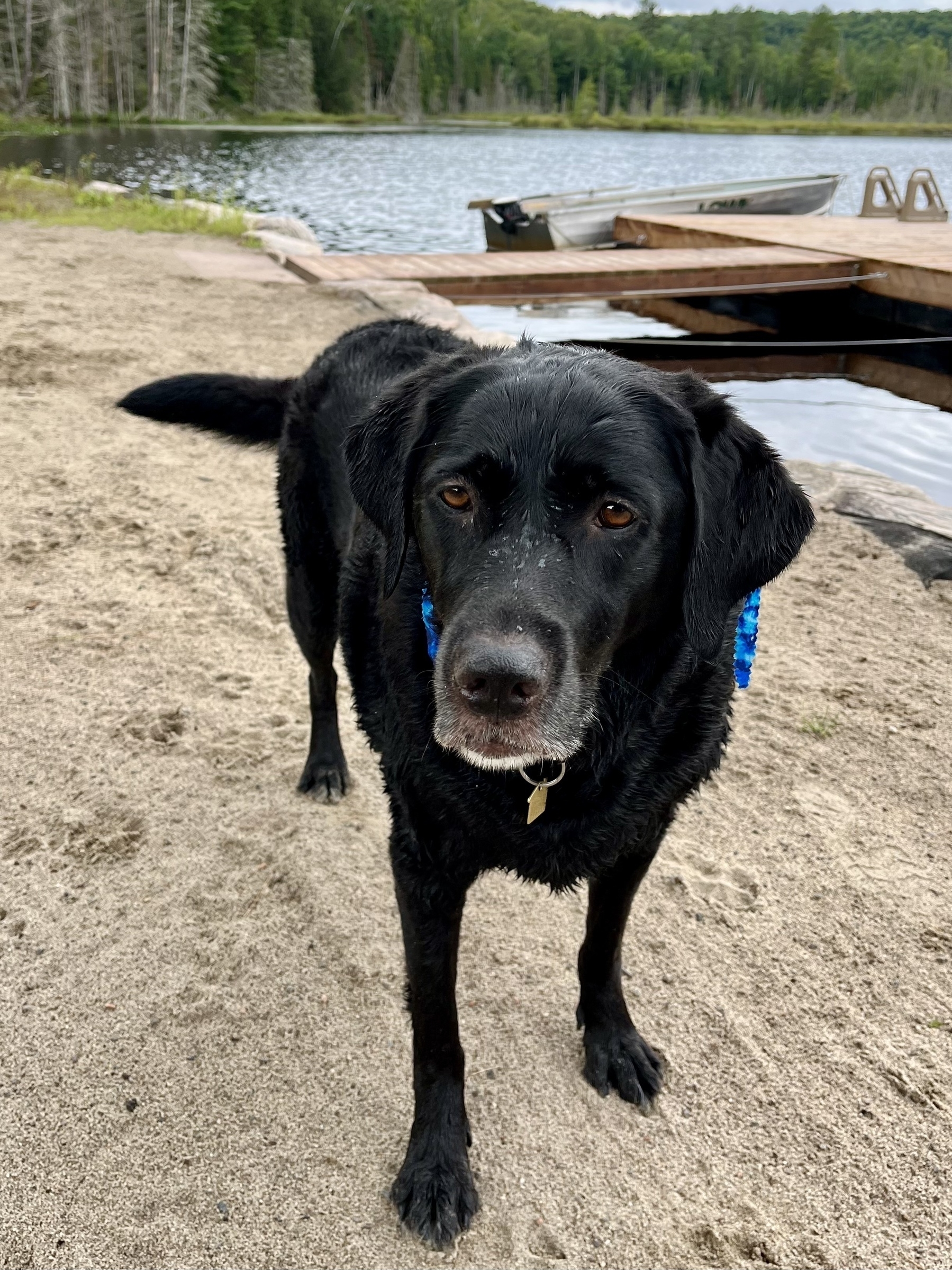 A black dog with a blue collar stands on a sandy shore near a lake with wooden docks and boats.