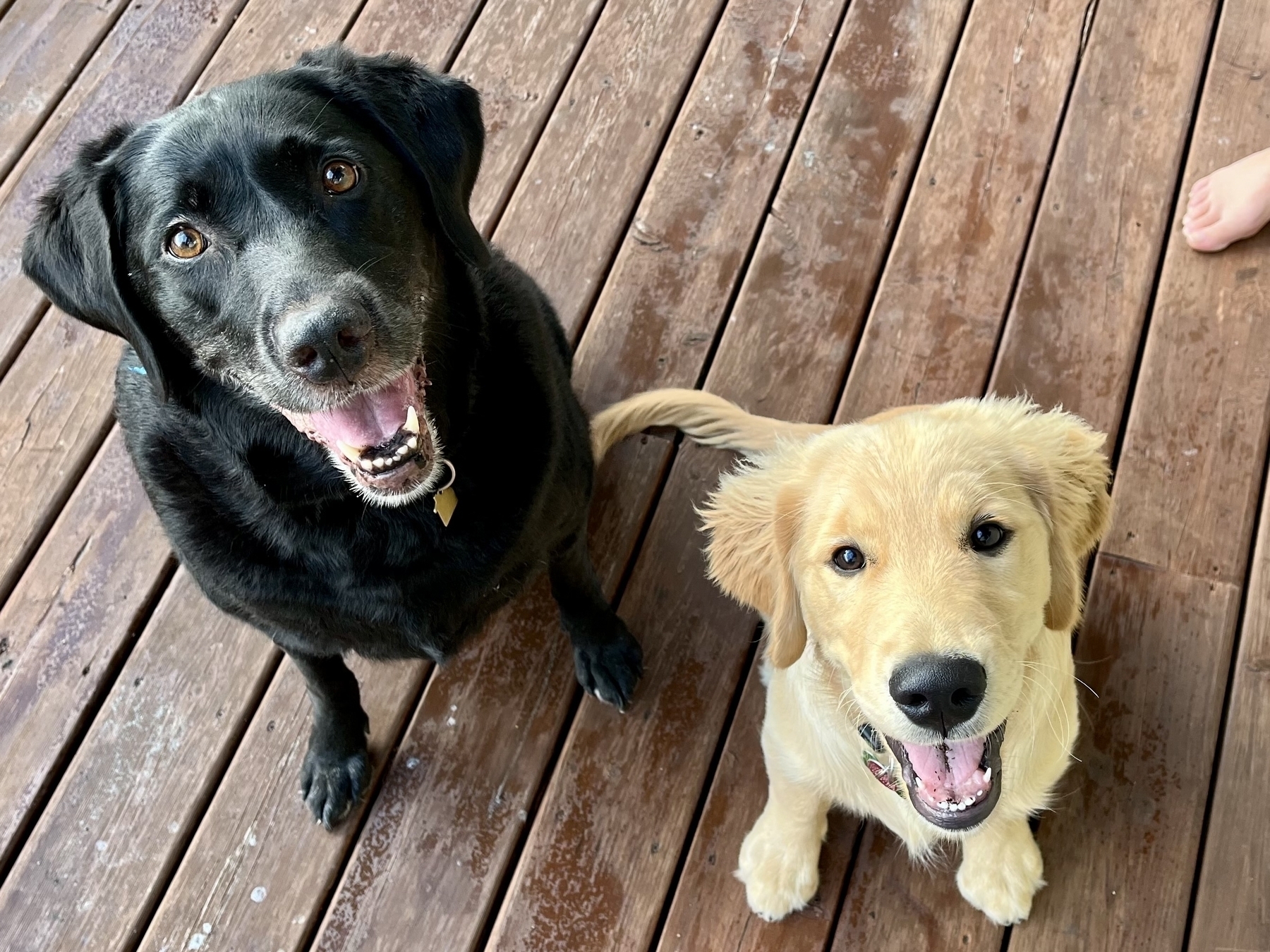 A black dog and a golden puppy are sitting on a wooden deck, both looking up with open mouths.