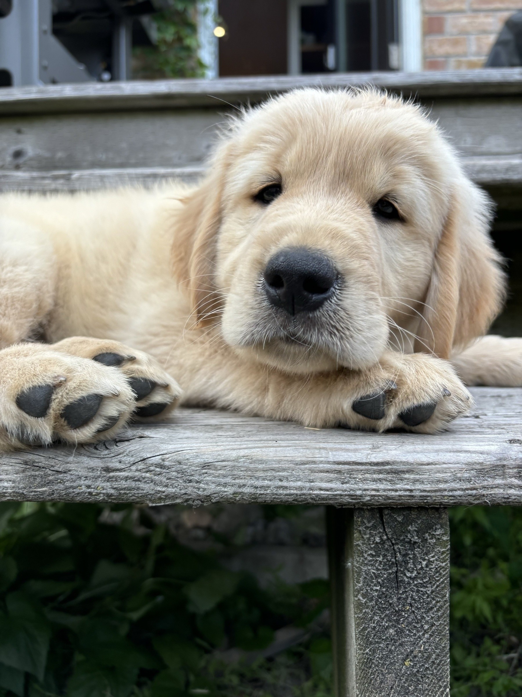 A fluffy golden retriever puppy is resting on a wooden surface while looking into the camera.