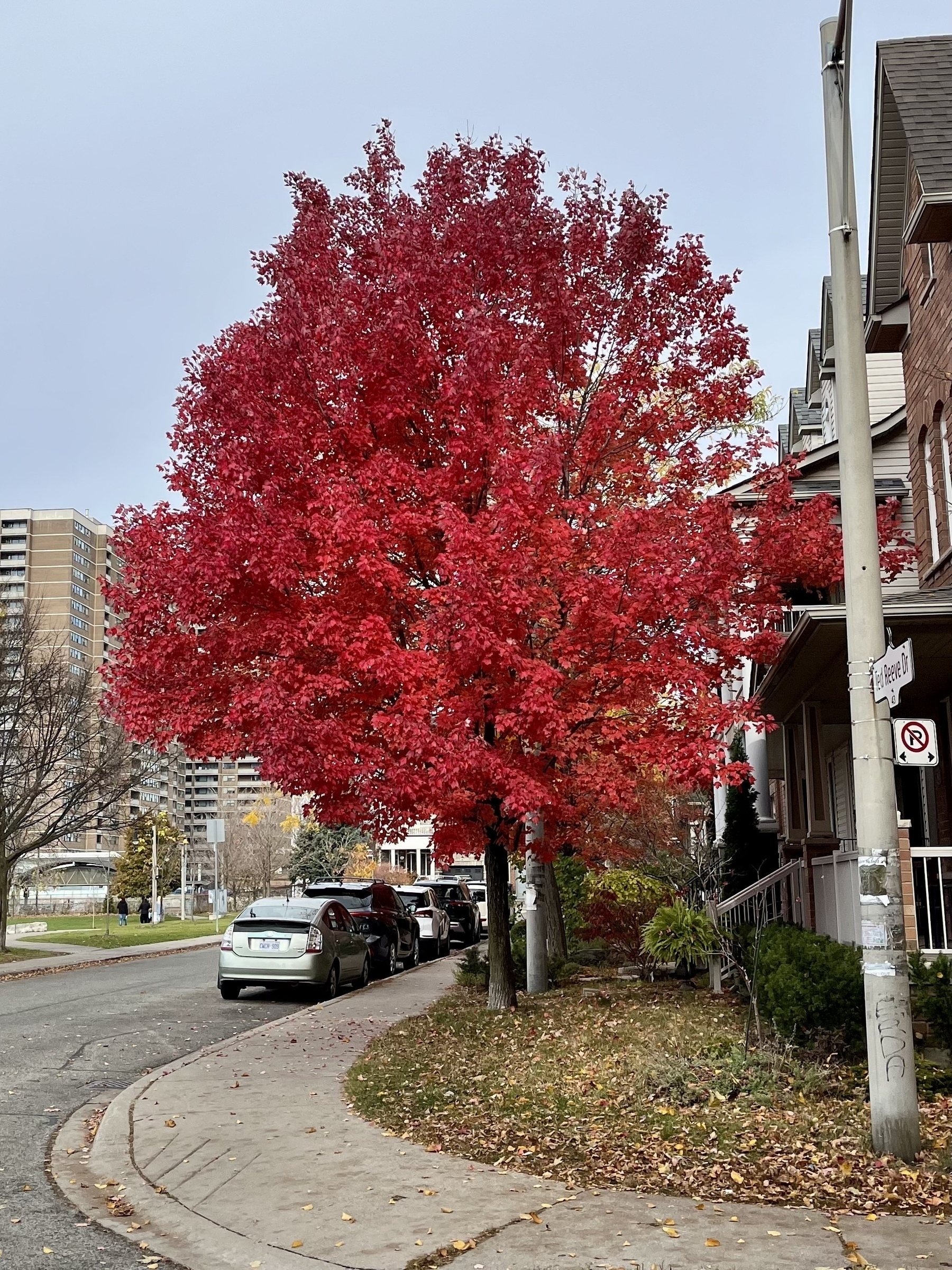 A vibrant red-leafed tree stands on a residential street lined with parked cars and brick houses.