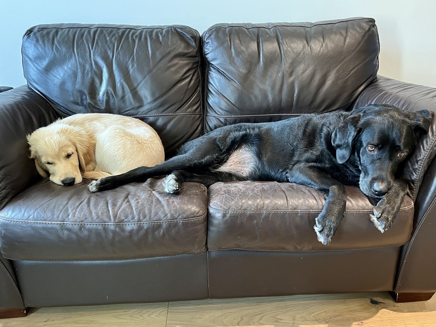 Auto-generated description: Two dogs, one golden retriever puppy and one adult black Labrador, are resting on a dark brown leather couch.
