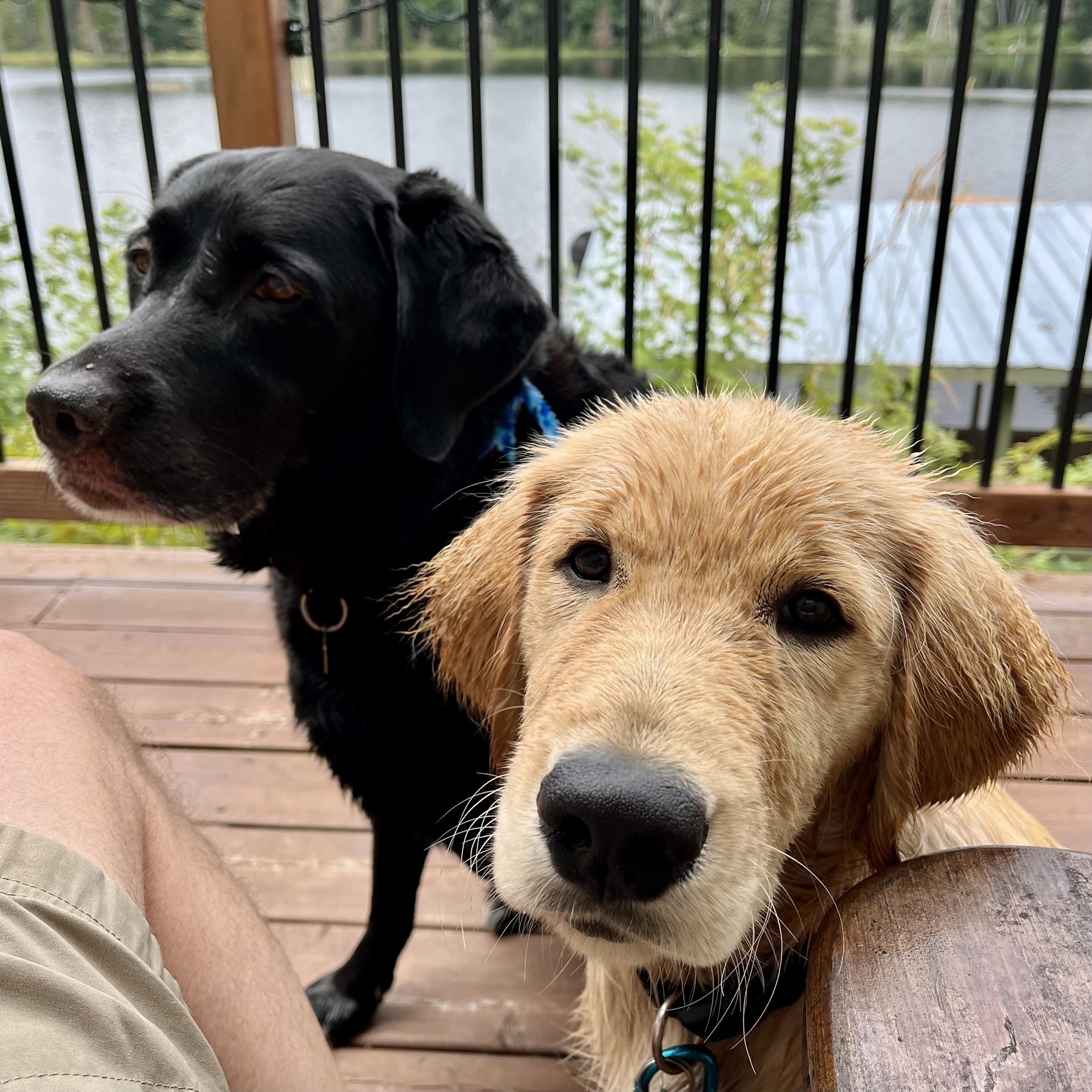 Two dogs, one black and one golden, are sitting on a wooden deck beside a body of water.