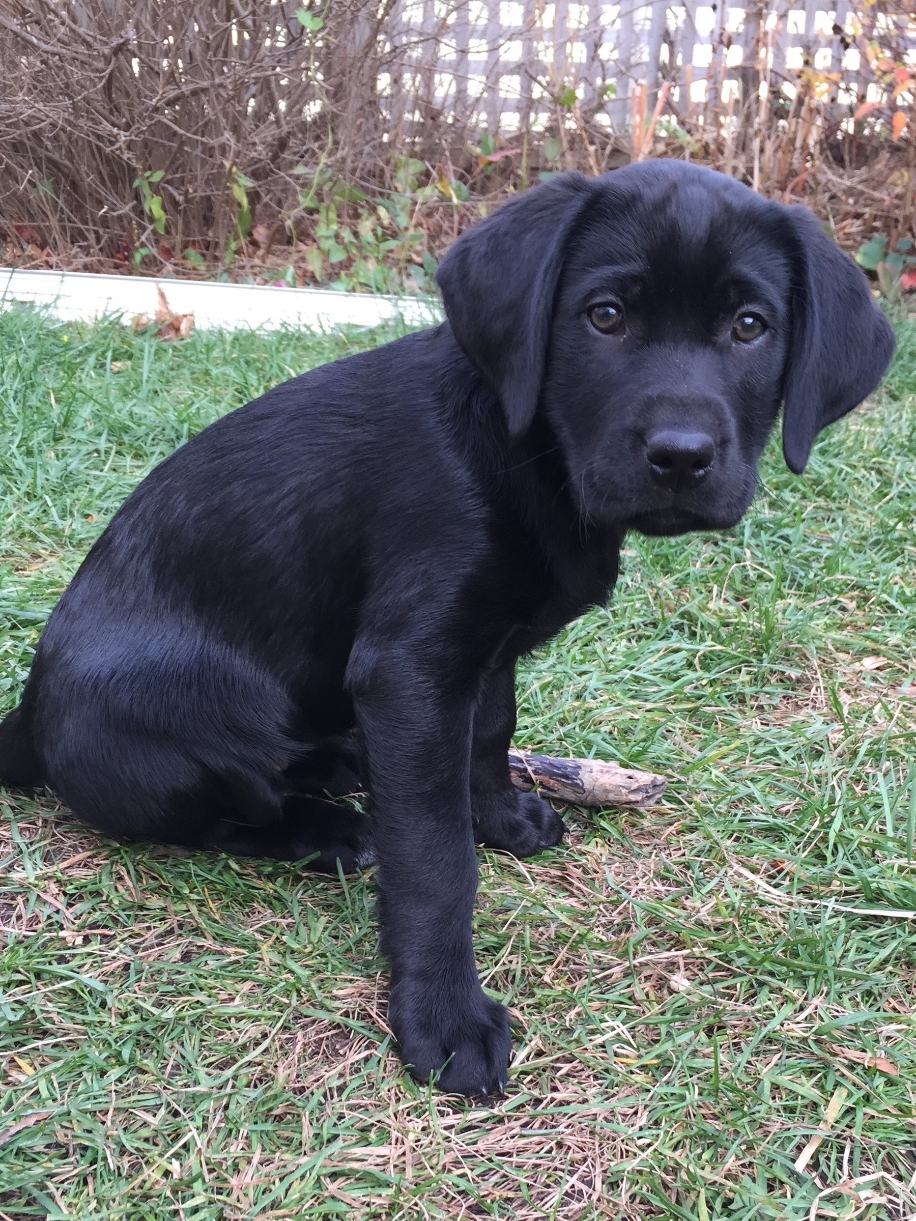 A black Labrador puppy is sitting on the grass in a backyard.