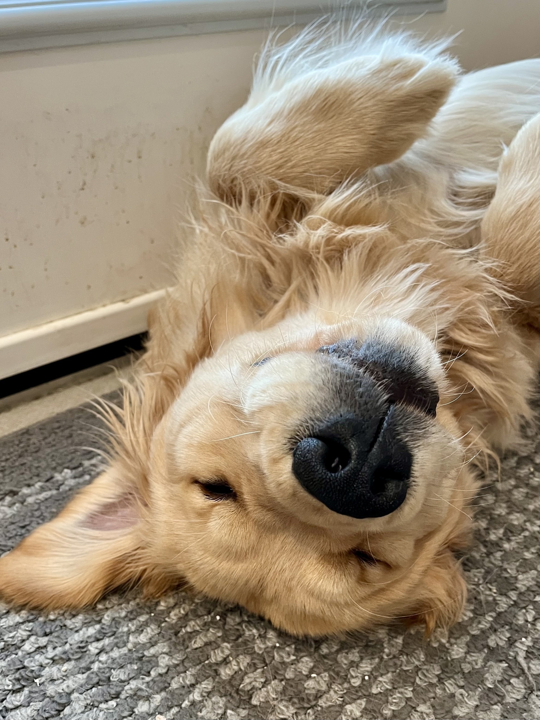 A golden retriever puppy on his back, eyes closed and paws in the air