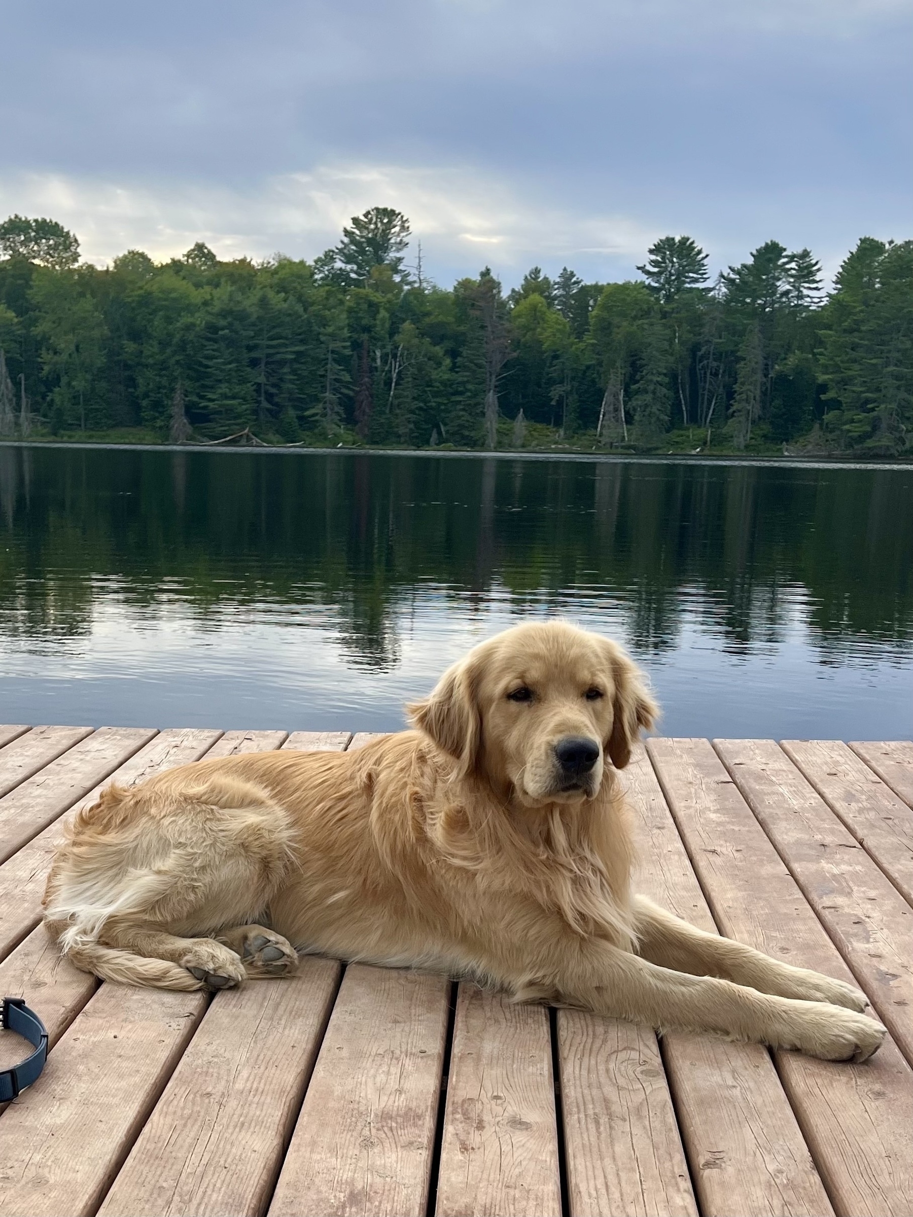A golden retriever is lying on a wooden dock by a lake with a forest in the background.