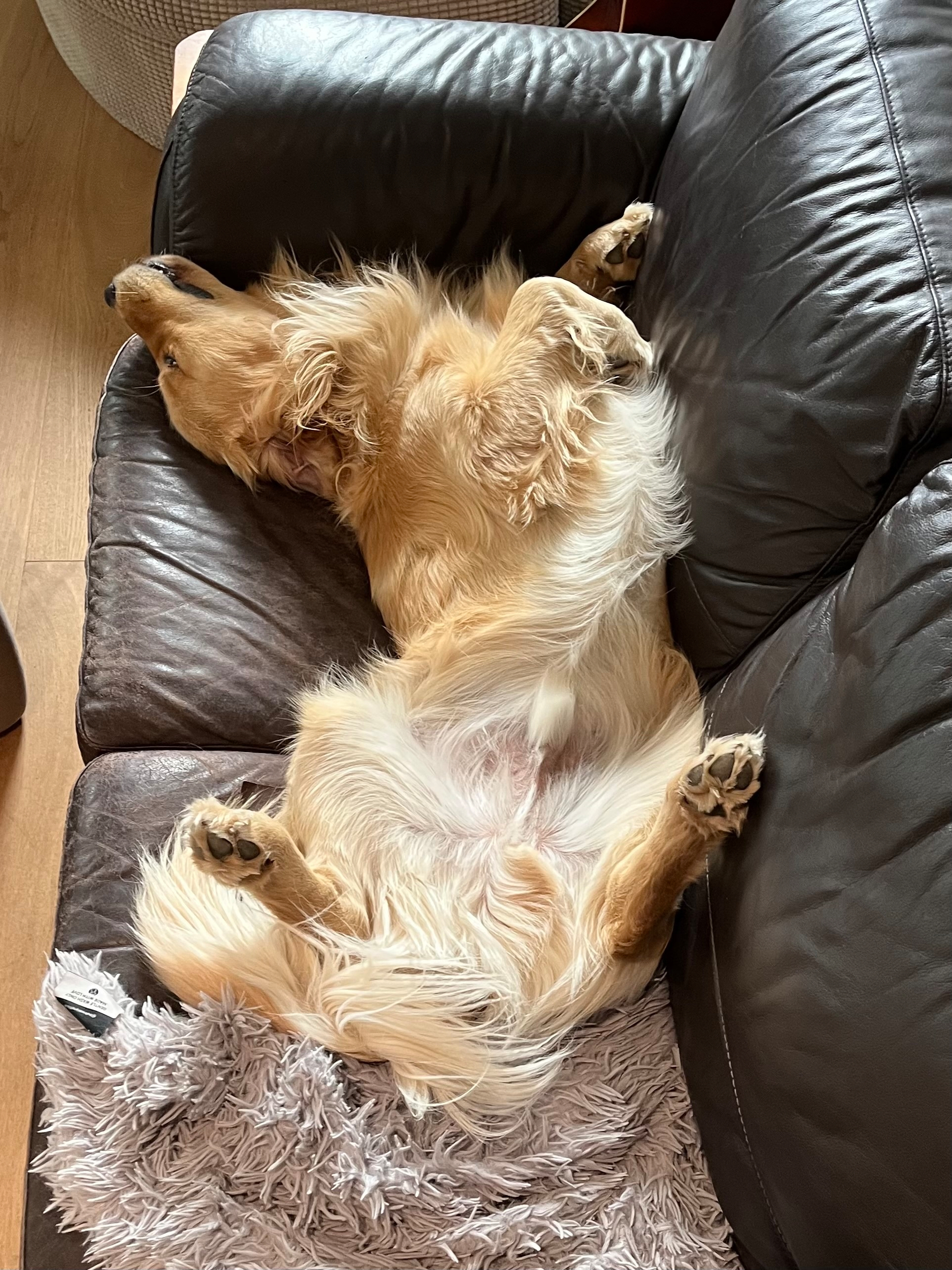 A golden retriever is comfortably sleeping on its back on a brown couch.