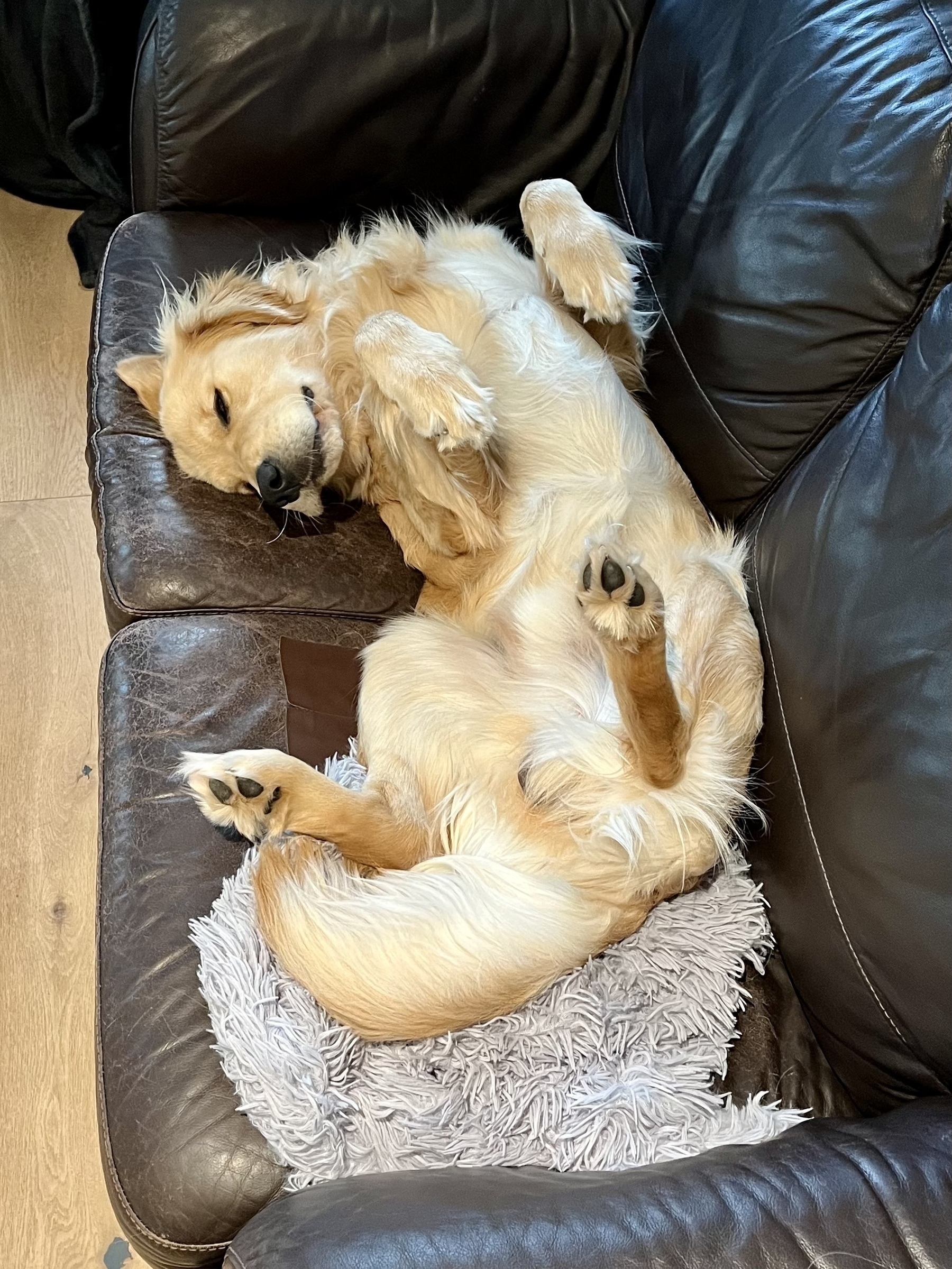 A golden retriever is comfortably sprawled on a leather couch, lying on its back with its paws in the air.