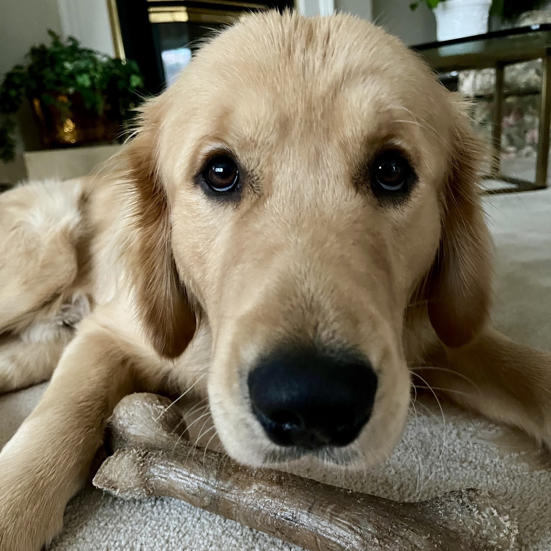 A golden retriever is lying on a carpet, gazing into the camera with a stick nearby.