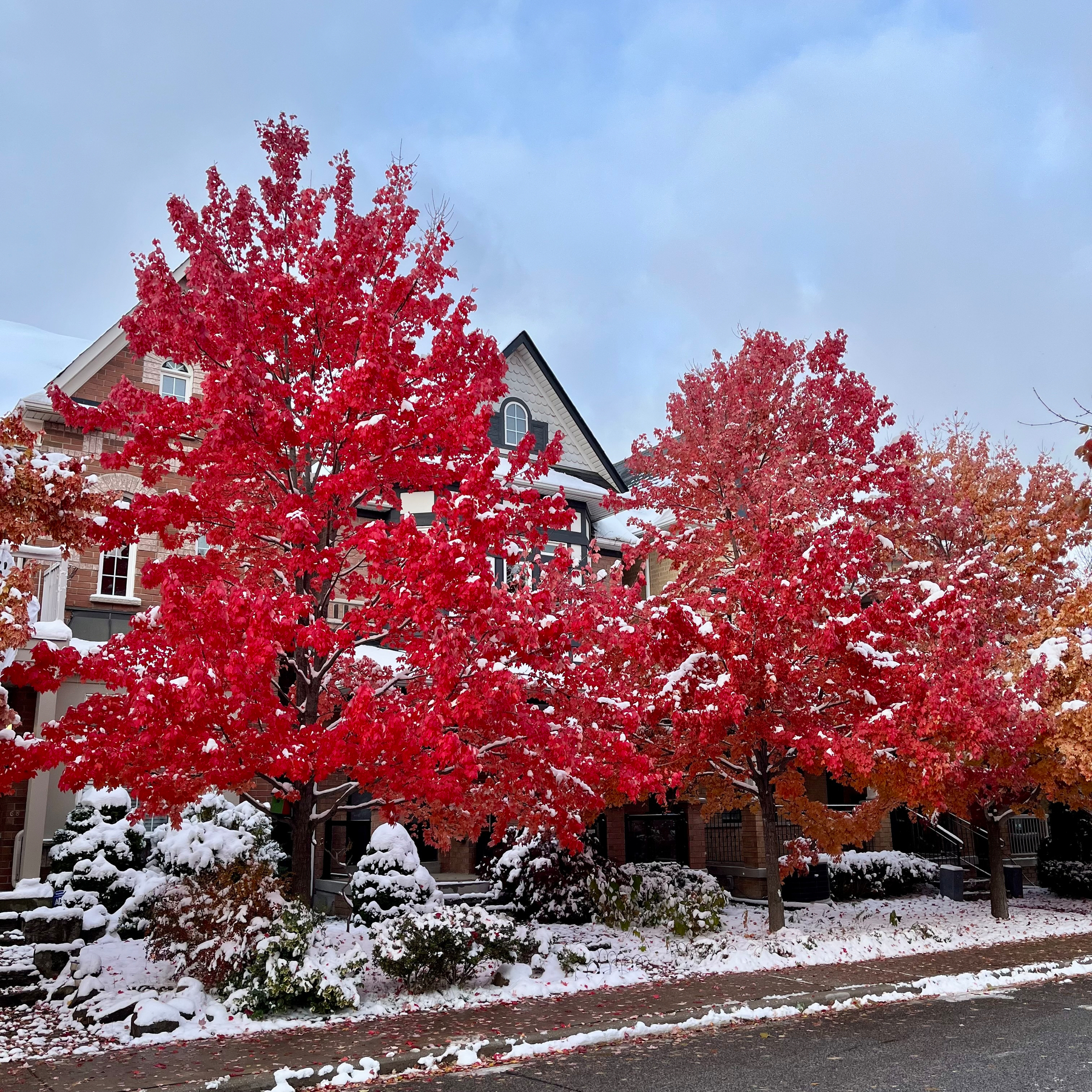 Vibrant red trees stand dusted with snow in front of houses, creating a striking contrast.