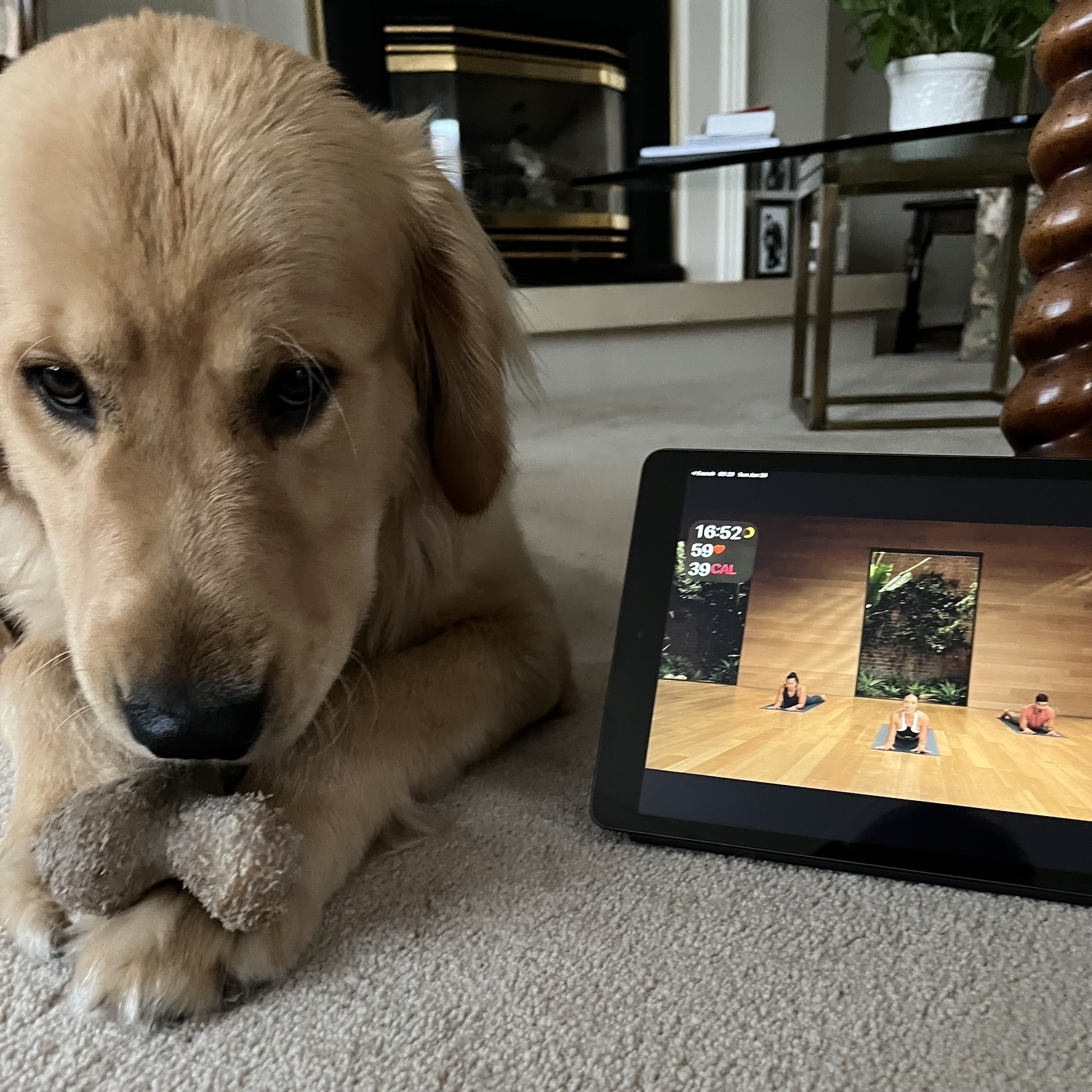 A dog rests its head on a toy next to a tablet displaying a yoga class in a living room setting.