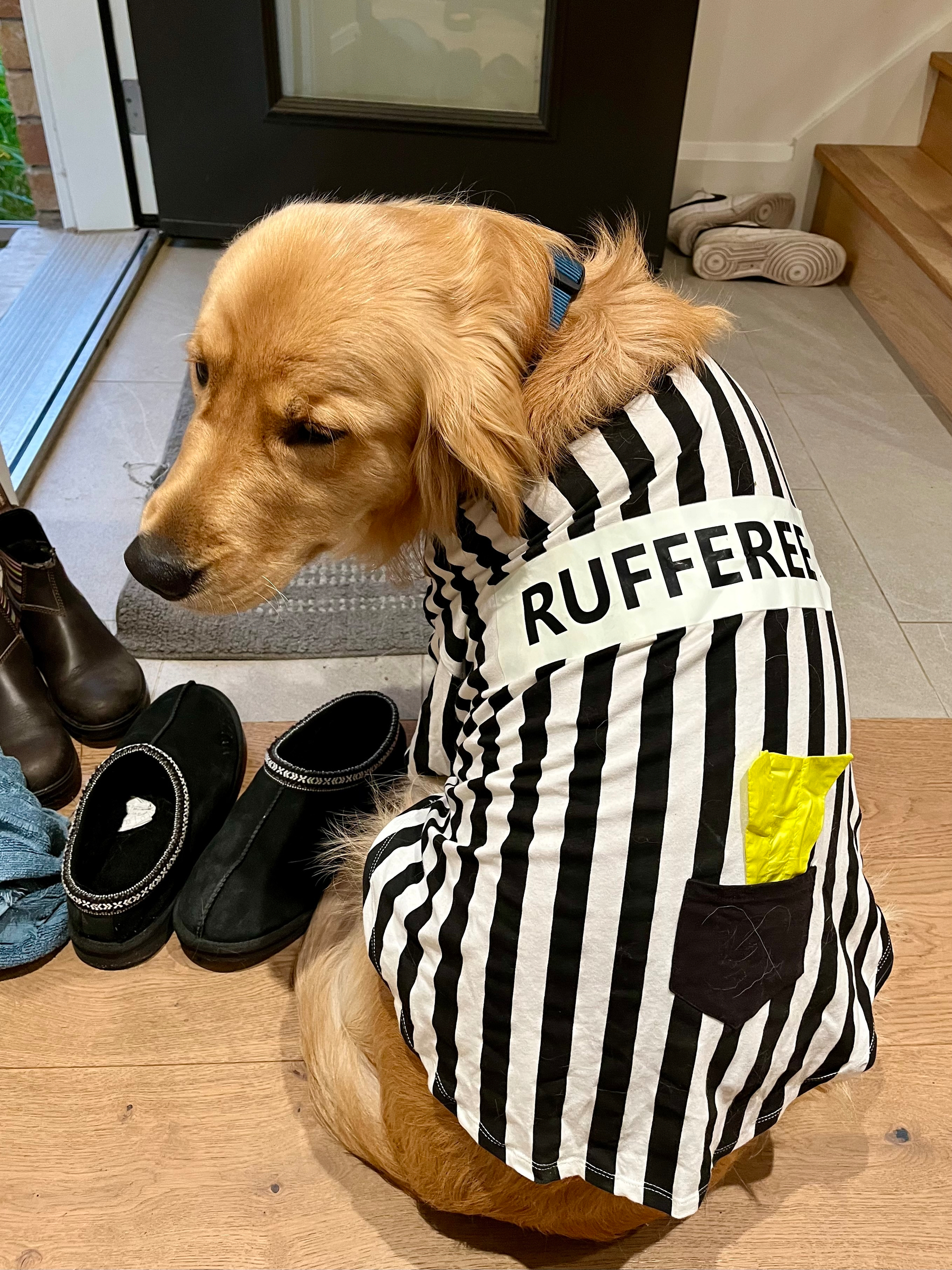 A dog wearing a black-and-white striped shirt labeled RUFFEREE sits near shoes by a door.