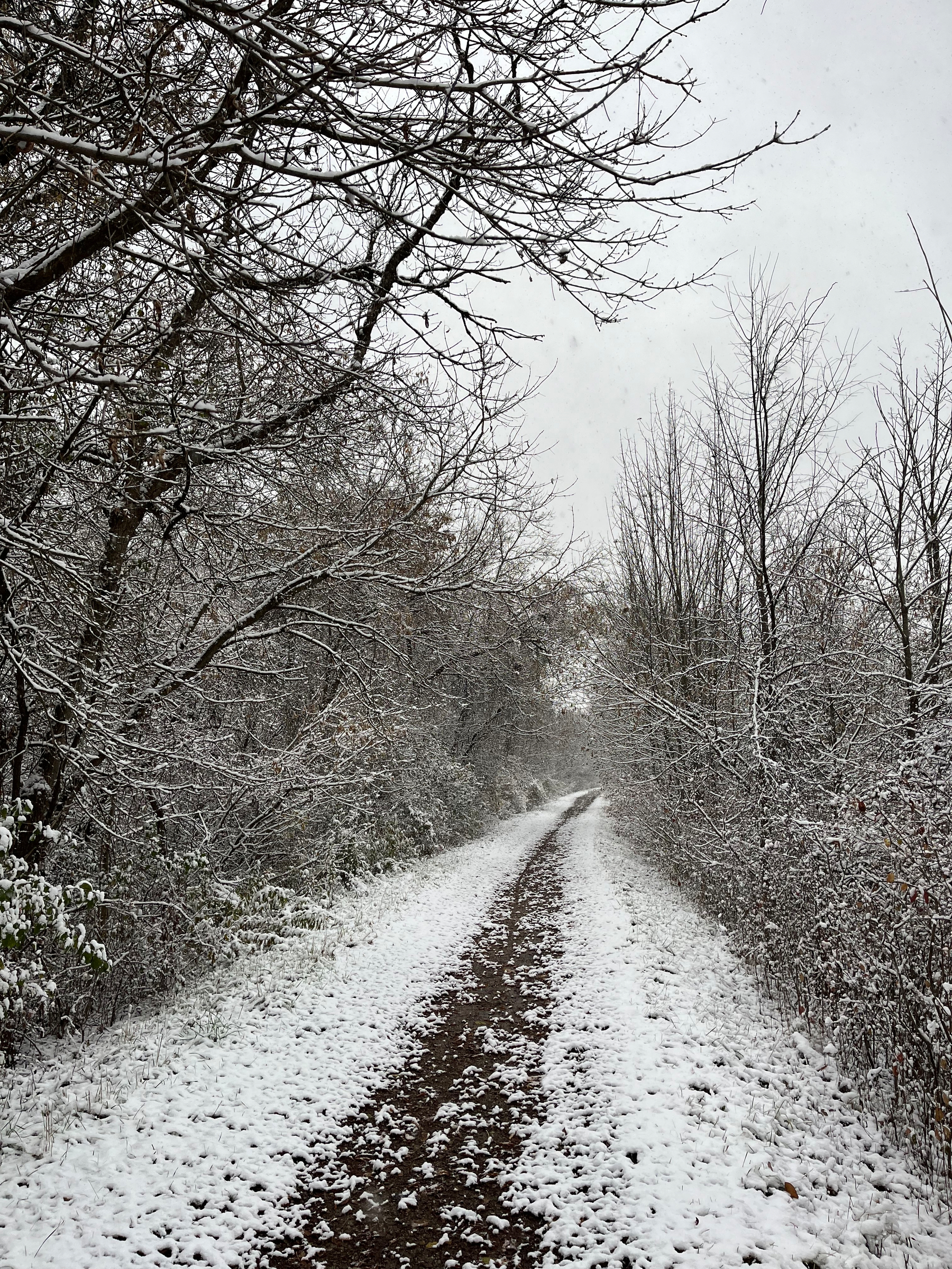A snow-covered path winds through a forest of bare, snow-dusted trees.