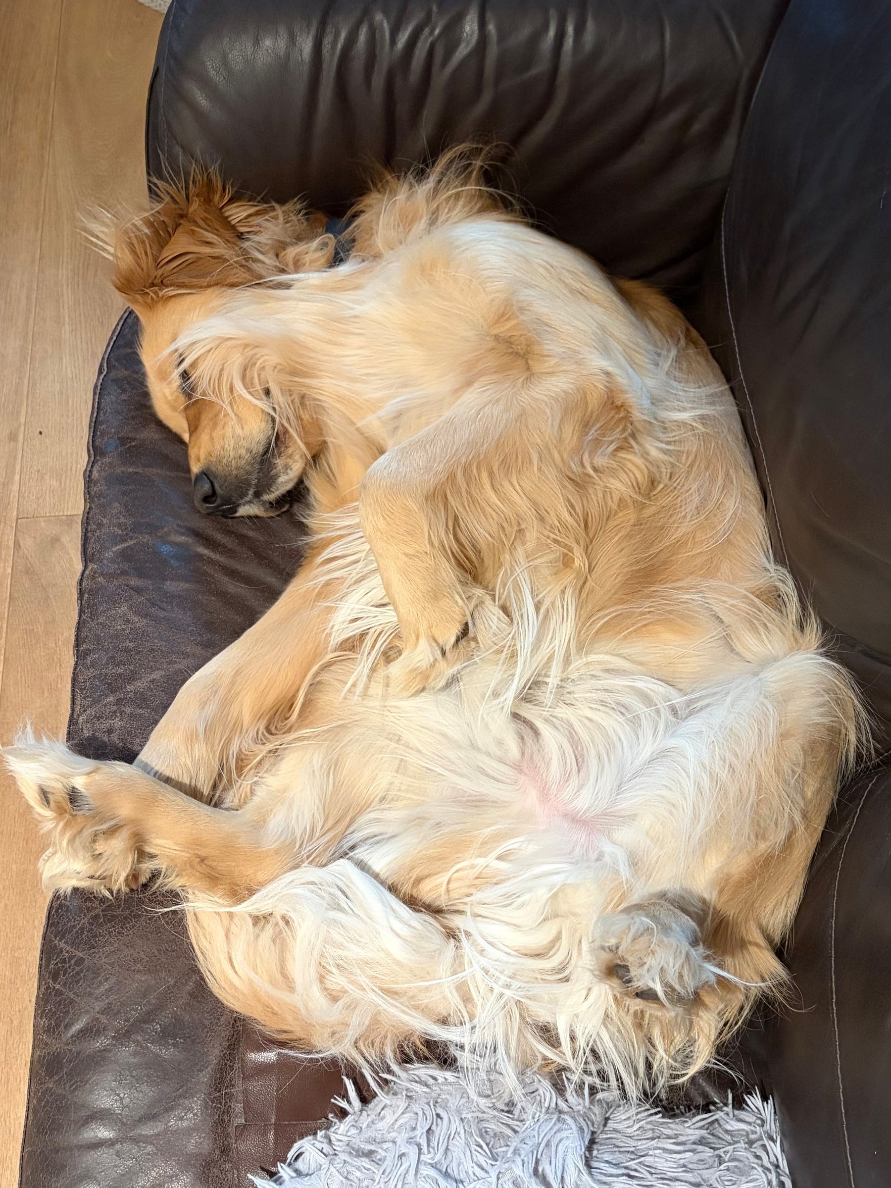 A golden retriever is sprawled out comfortably on a brown couch, lying on its back with its paws in the air.