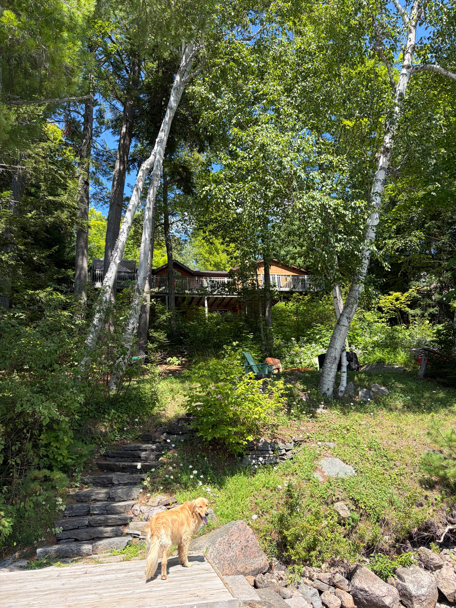 Auto-generated description: A golden retriever stands on a wooden dock near a stone staircase leading to a house partially hidden among tall trees and lush greenery.