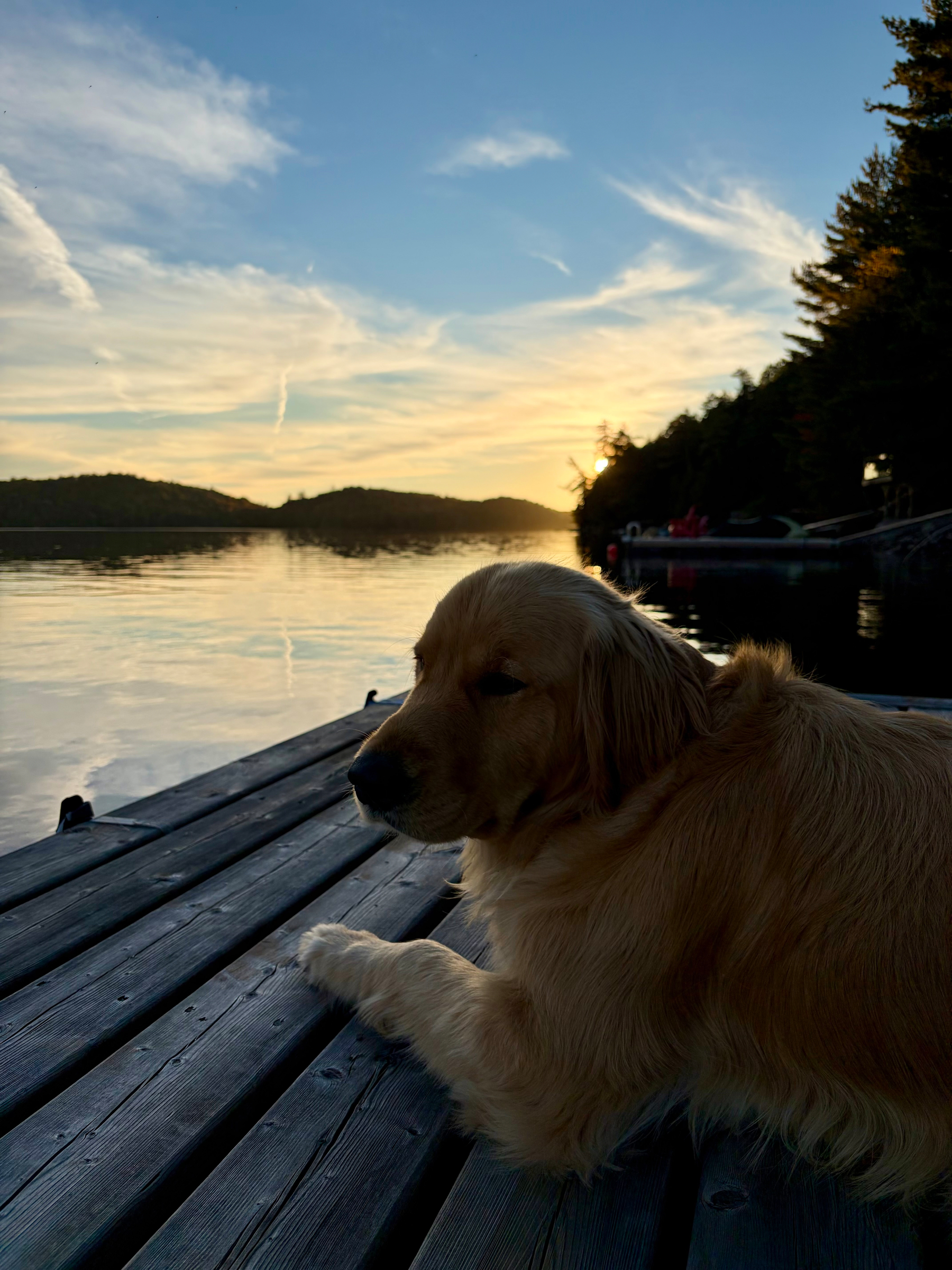 A golden retriever is lying on a wooden dock overlooking a calm lake during sunset.