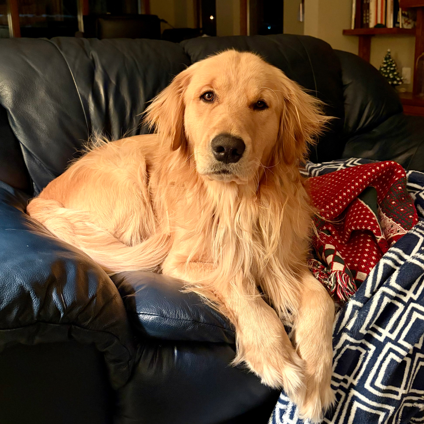 A golden retriever is lounging comfortably on a blue couch with a patterned blanket.