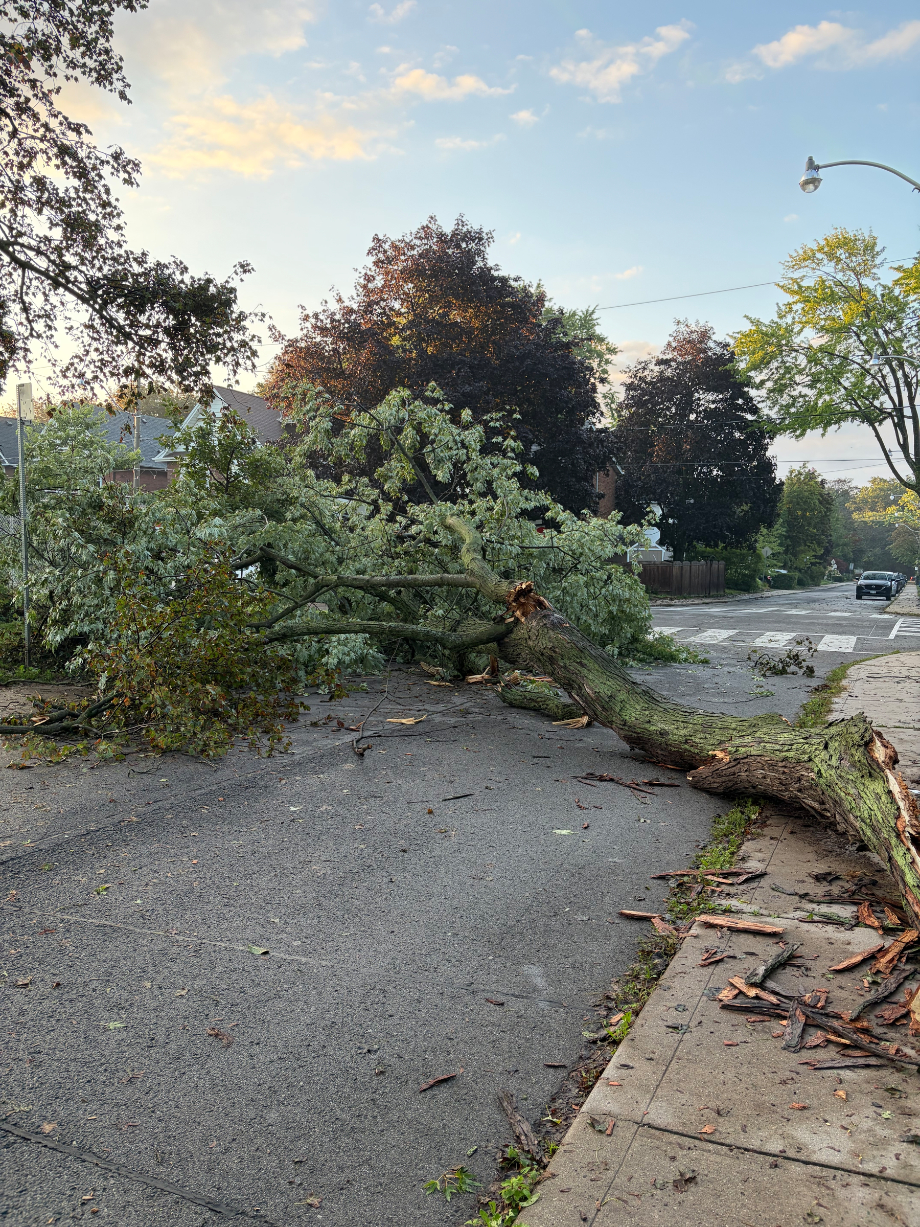 A large fallen tree is blocking a suburban street, with broken branches scattered around.