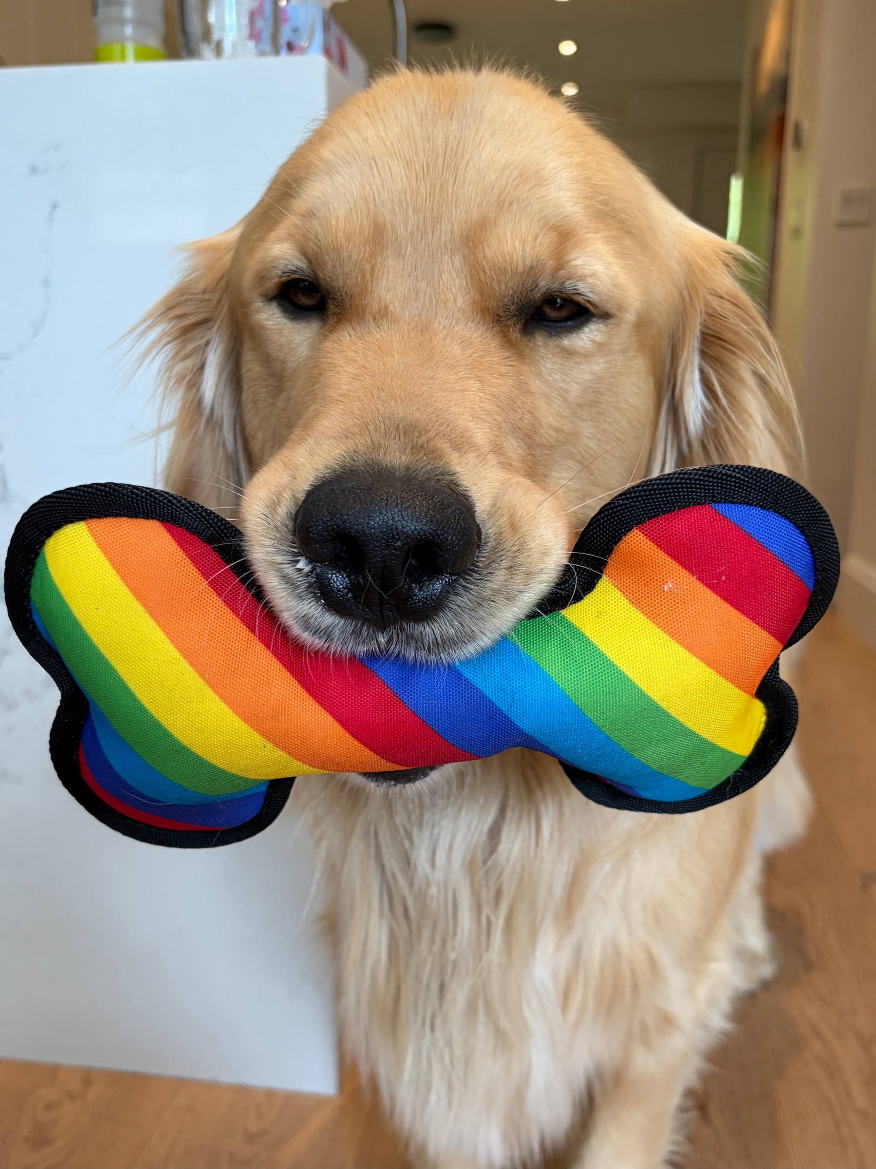 Golden retriever holding a rainbow chew toy in it’s mouth