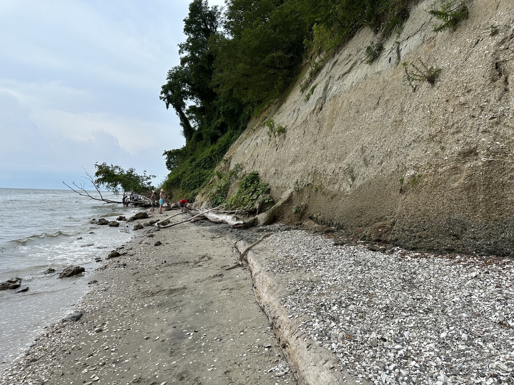 A small beach nestled underneath a cliff, covered with shards of fossilized shells.