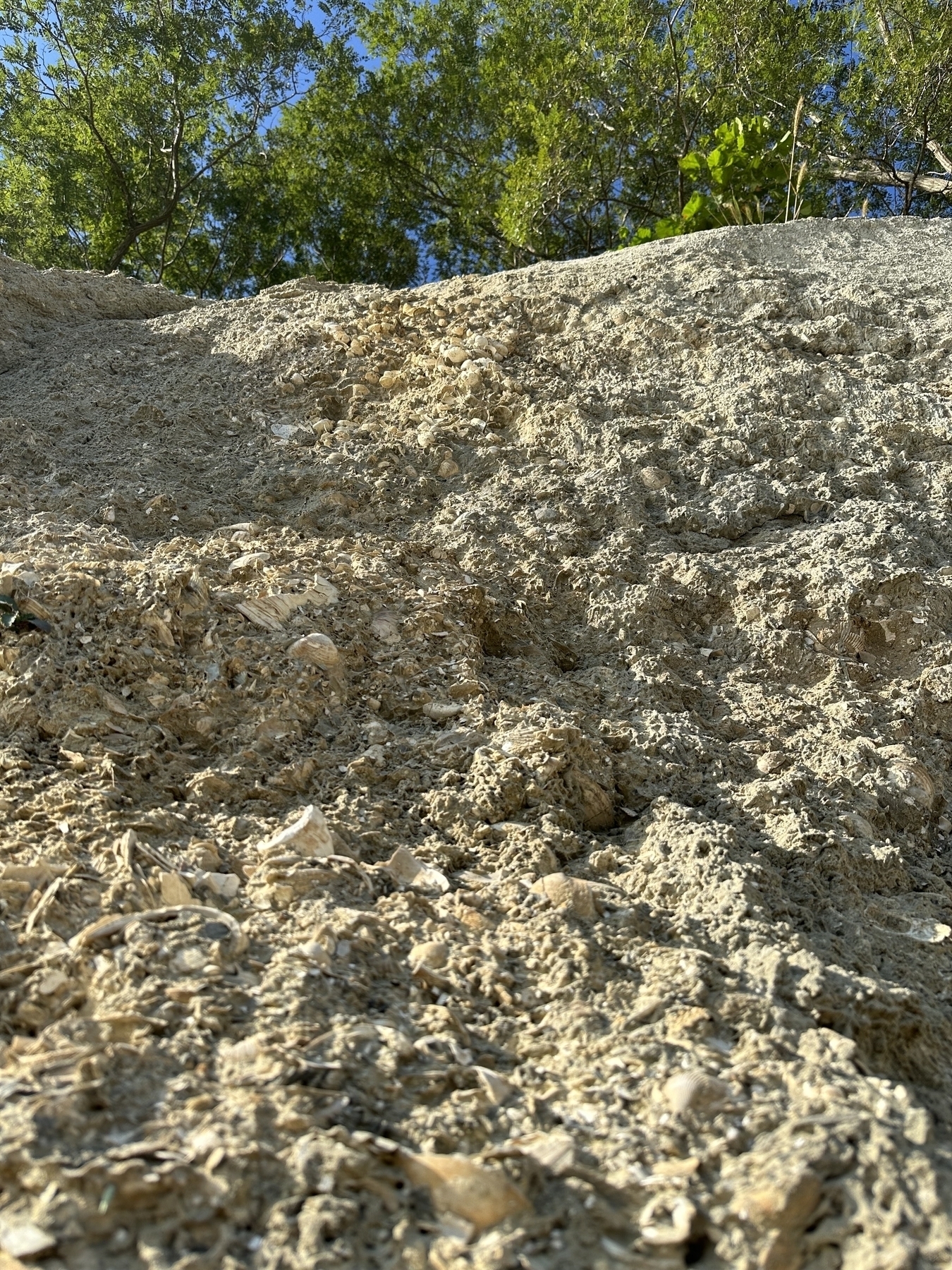 Photo of a sandy cliff face with embedded fossils and sediment visible.