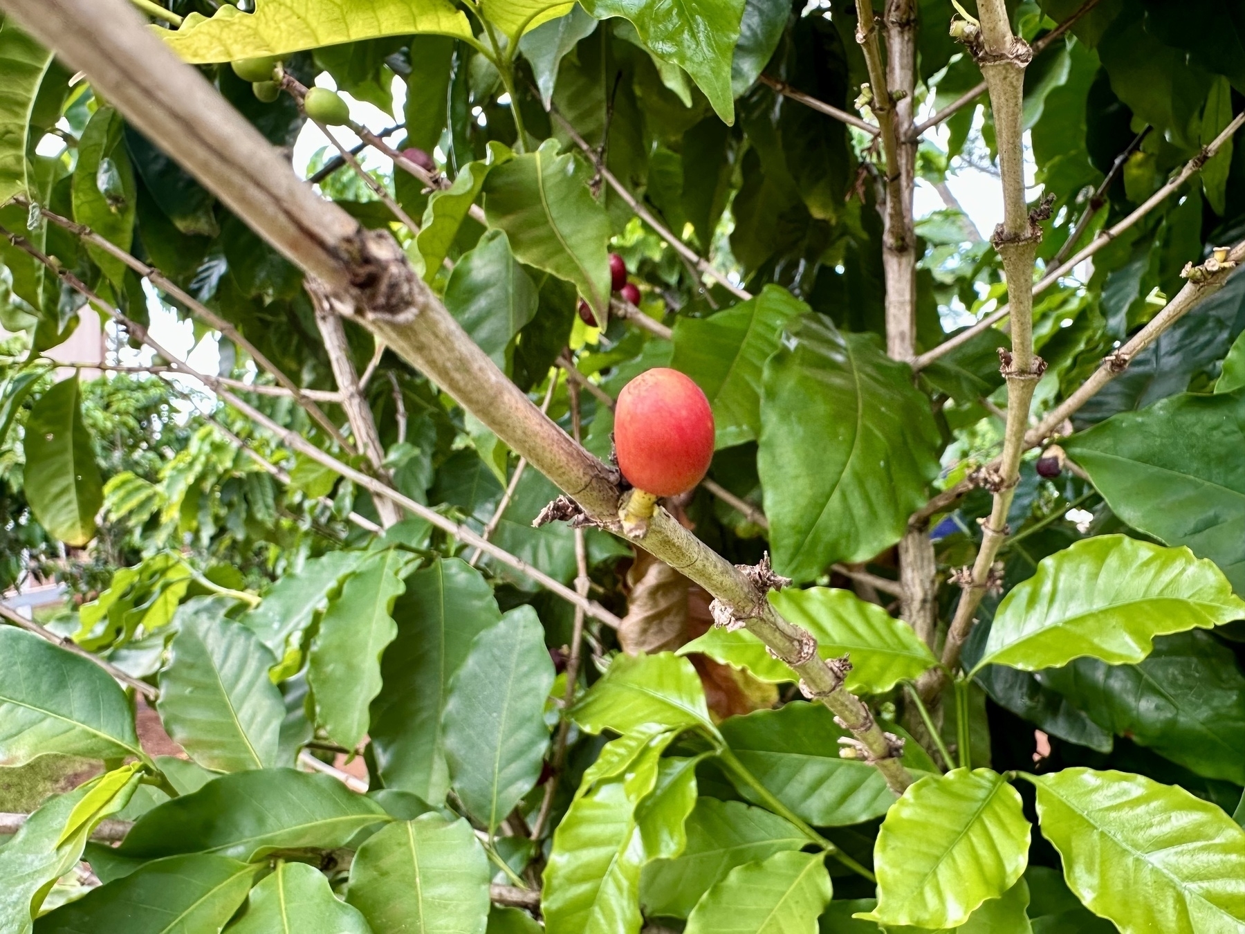 Photo of a lone red coffee cherry on a coffee shrub.