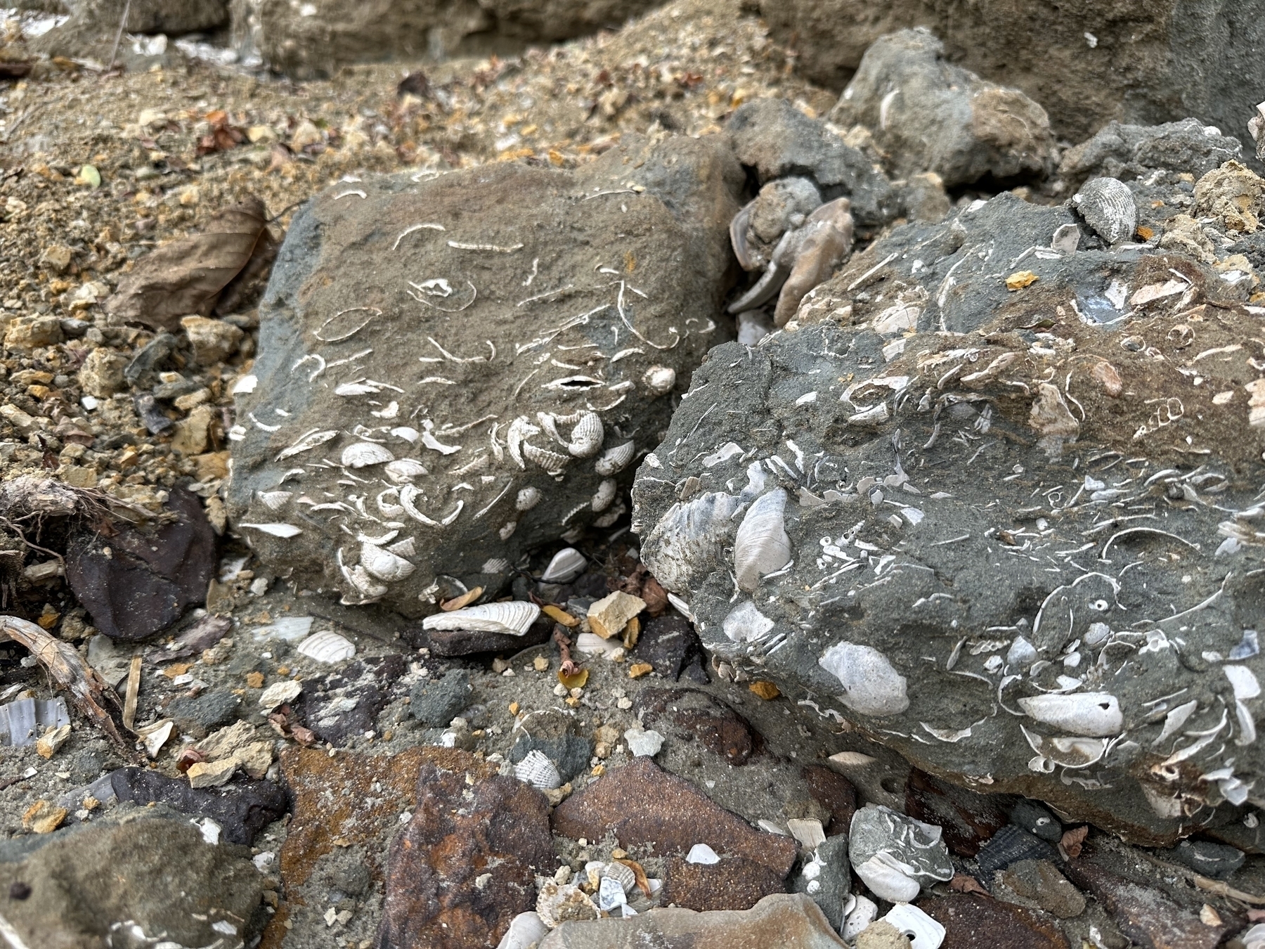 Two sandy rocks filled with fossil shells.