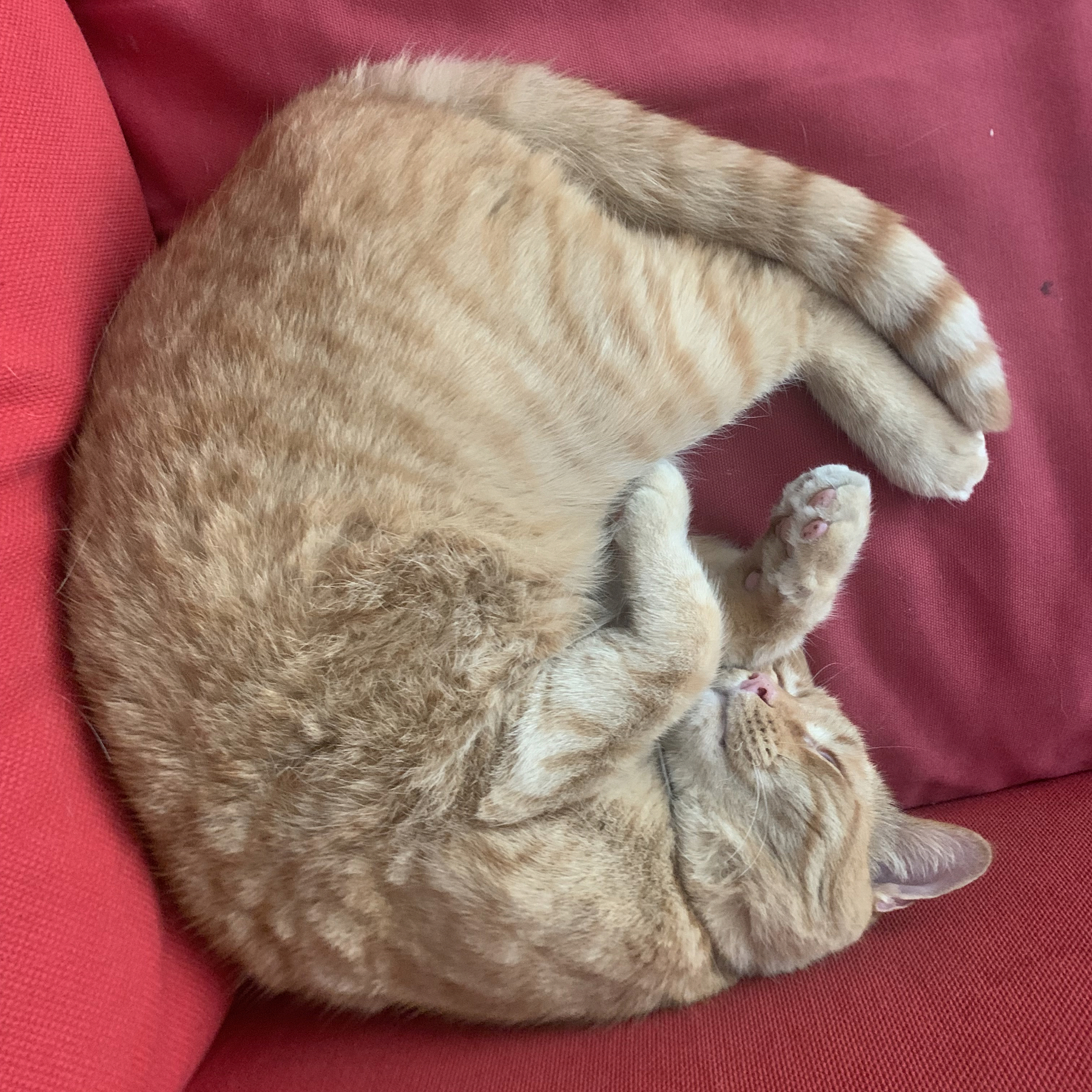 An orange taby cat curled up into a circle.