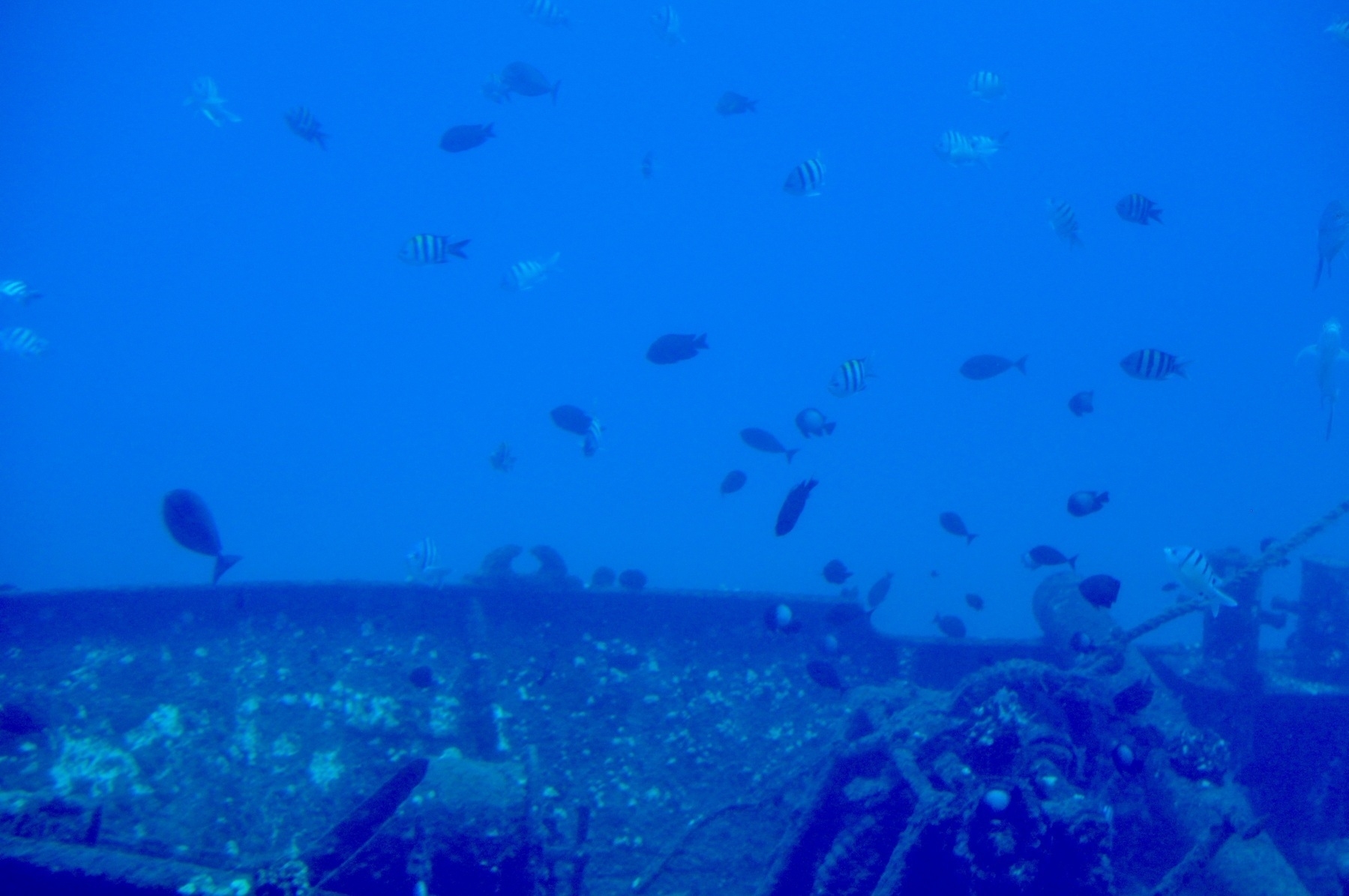A blurry photo of the ocean bottom with many tropical fish swiming around a shipwreck. Everything is blue.  