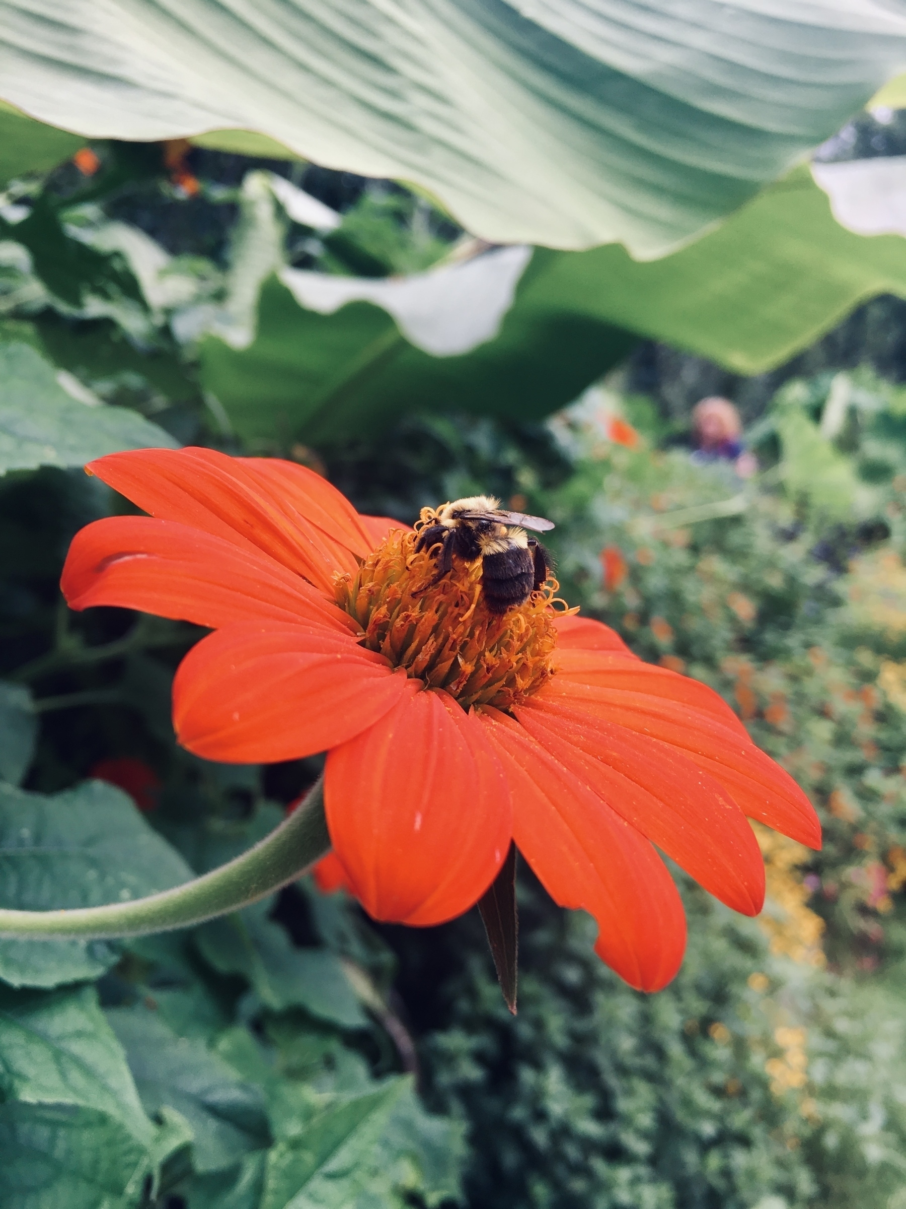Photo of a bee pollinating a red flower.