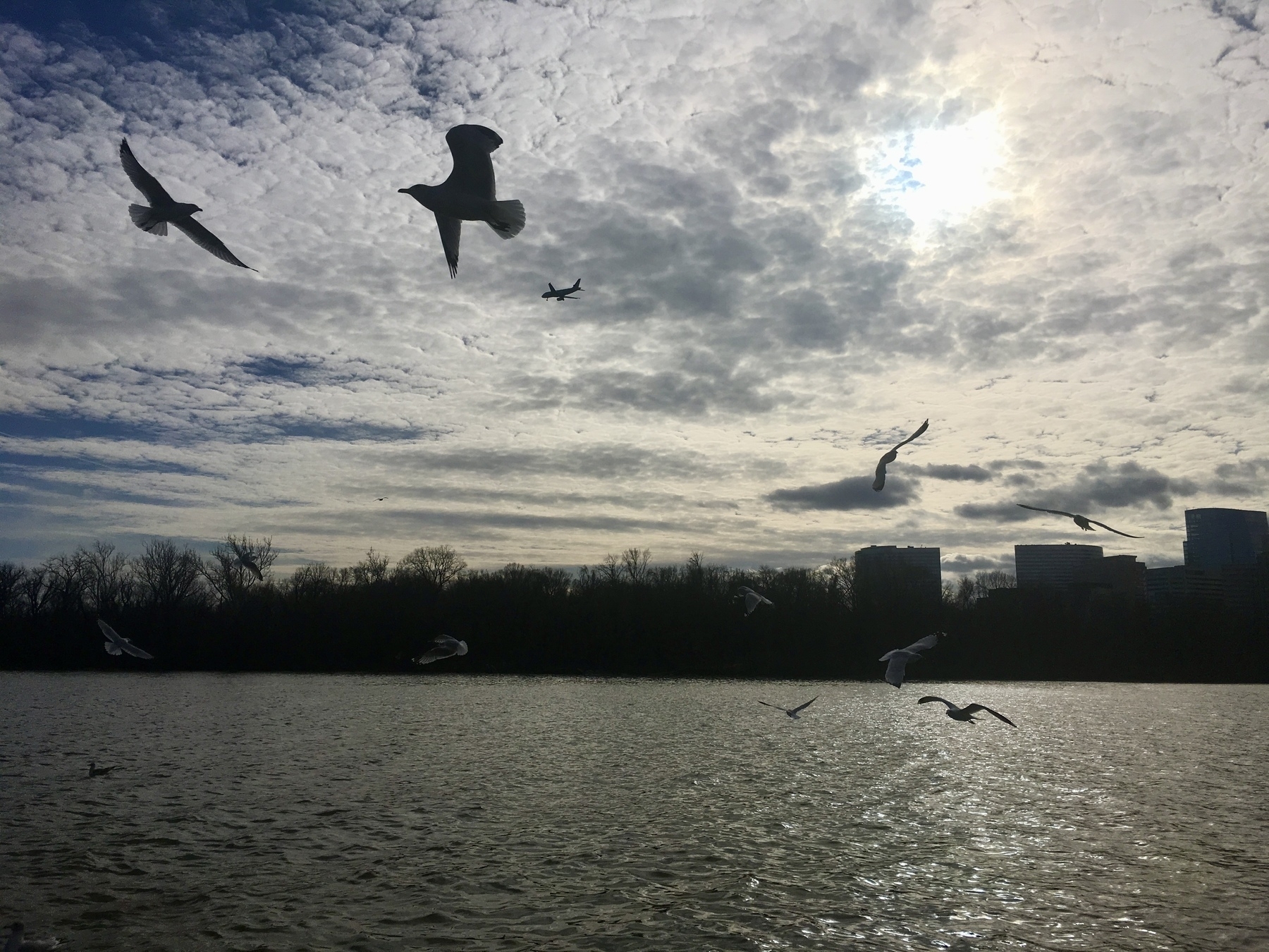 Photo of birds and an airplane flying above the Potomac, silhouetted against a cloudy sky.
