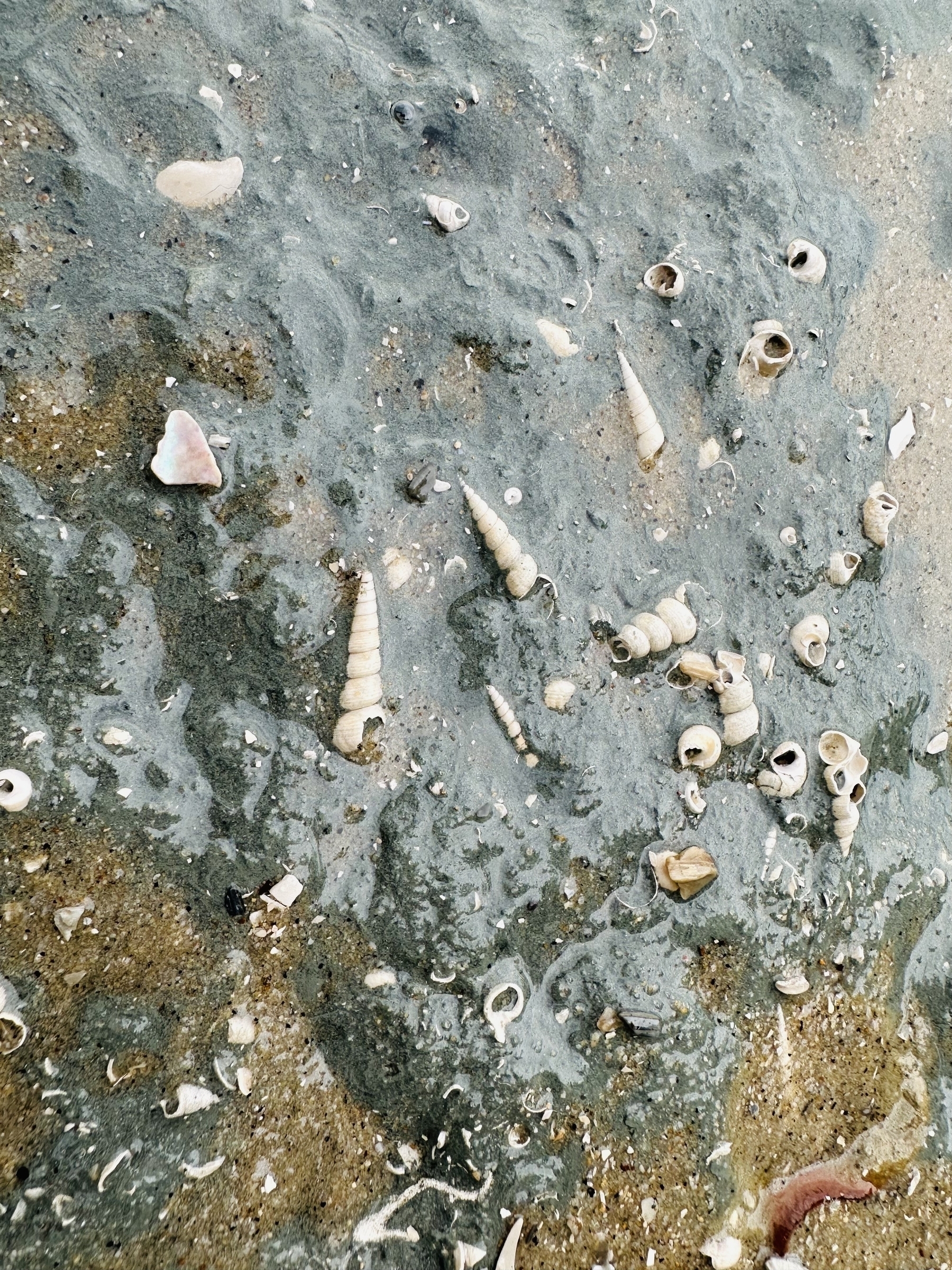 Fossilized shells embedded in packed beach sand.