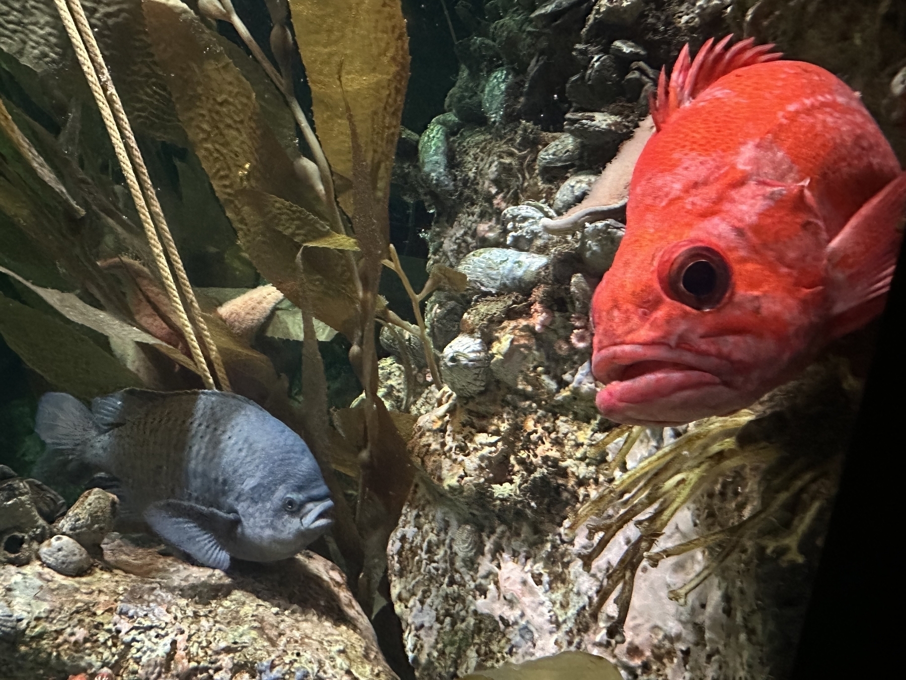 Photo of two fish in an aquarium, a red vermillion rockfish in the foreground, and a large blue fish in the background.