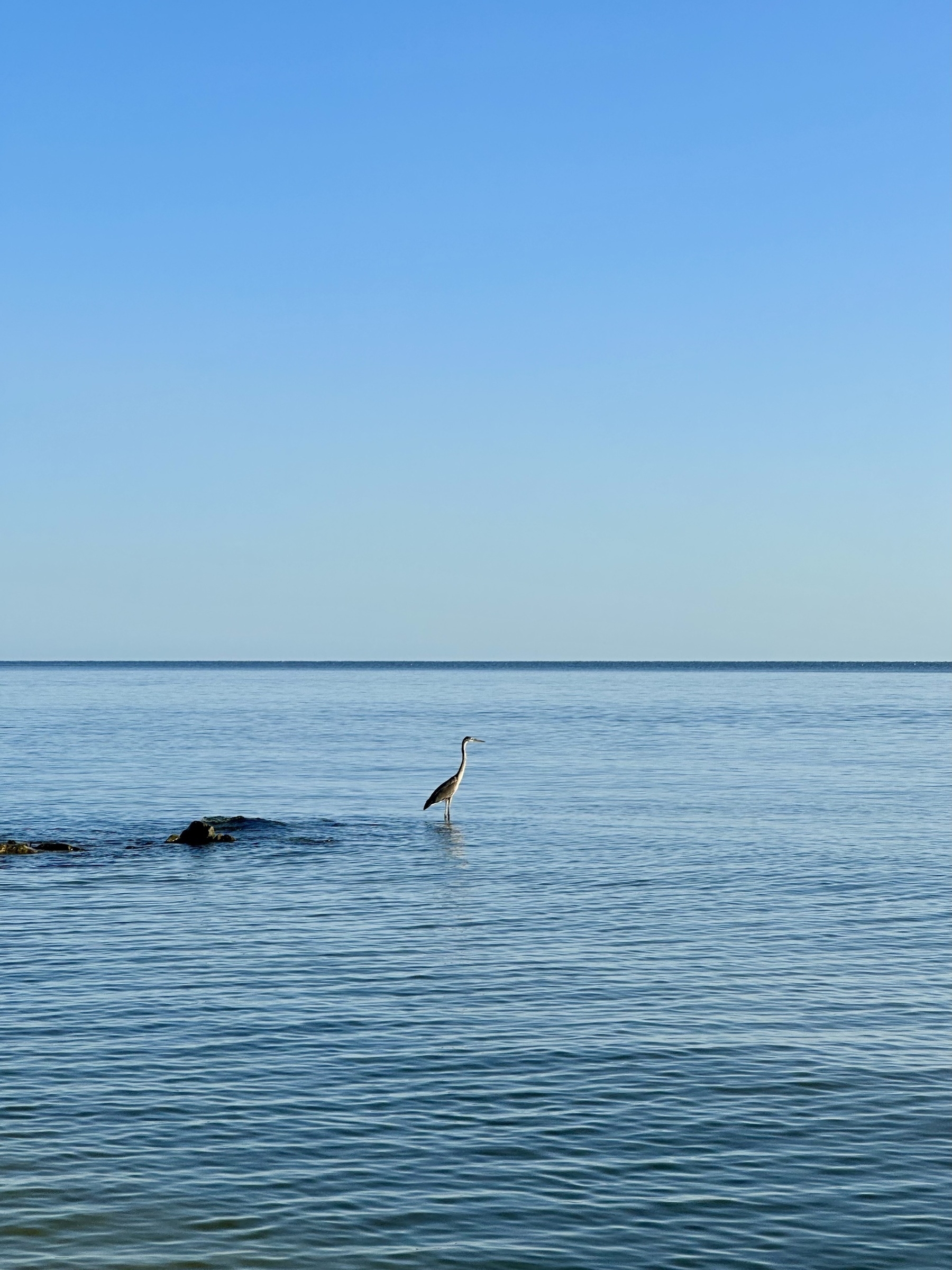 A lonely great blue heron standing in water under a clear blue sky.