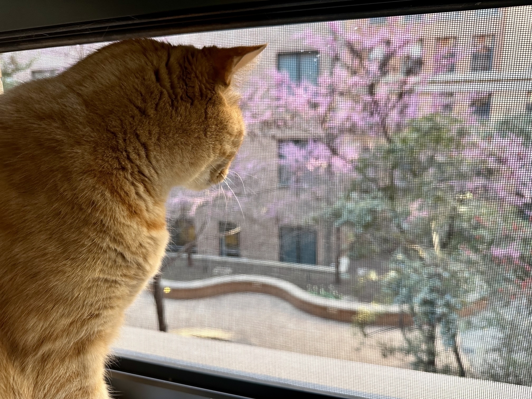 Photo of an orange tabby cat looking out an apartment window at a tree-lined inner courtyard.